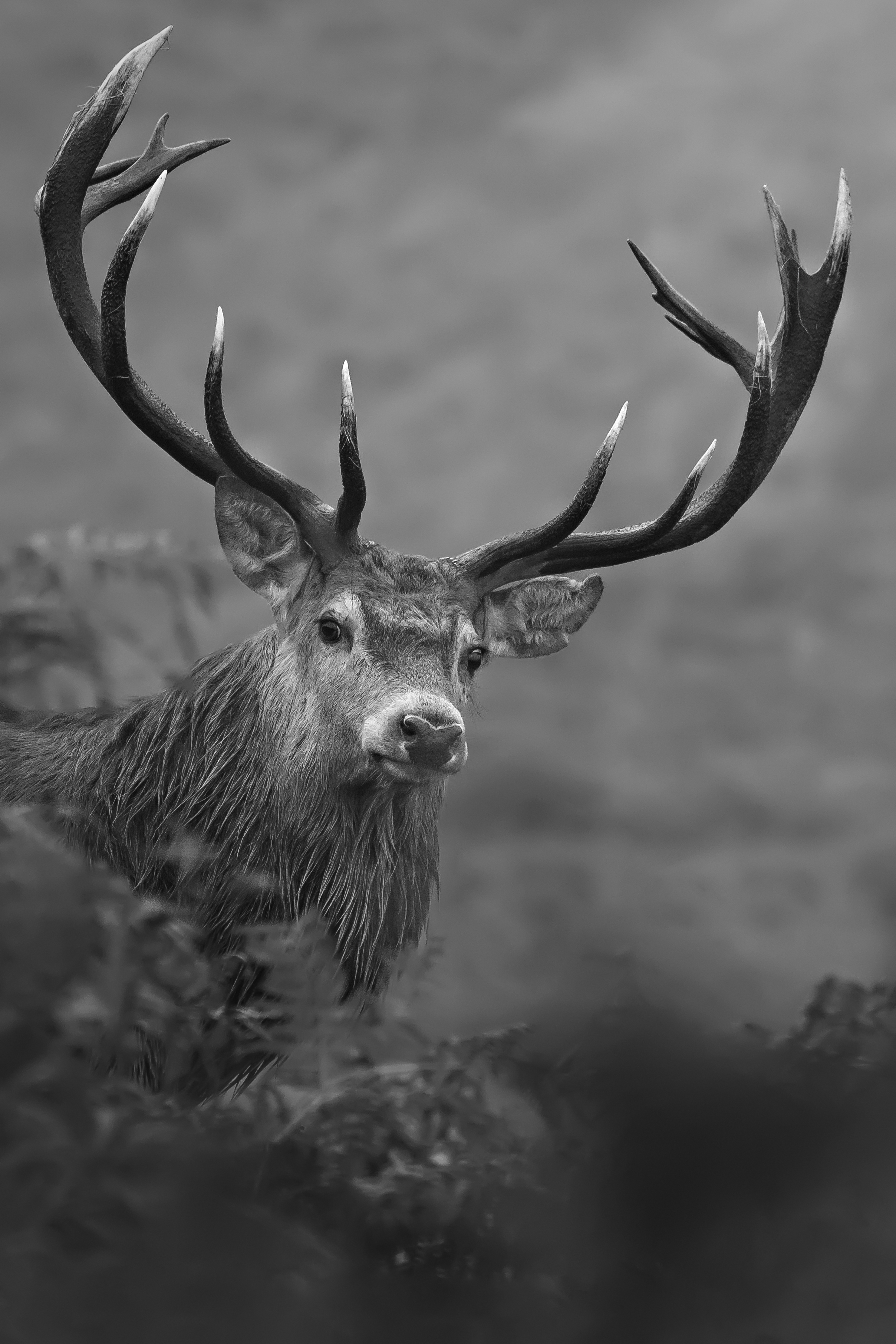 Male Stagg on Mountain Side