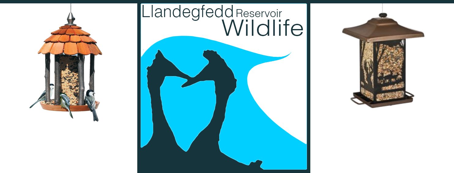 Also running Winter 2015 - 'Winter Feeding Station'. I'll be running this project myself with the aid of a GOS Bursary. The aim for the project is to encourage / aid our Marsh/Willow Tit population. Marsh Tit aren't doing so well but Willow Tit is thought to be a bird of the past in Gwent so it will be interesting to see the results of the project when it ends on March 1st 2016. (If there is any food left, I will continue to fill the feeders but ideally I hope this project will encourage Welsh Water to start filling them again). 