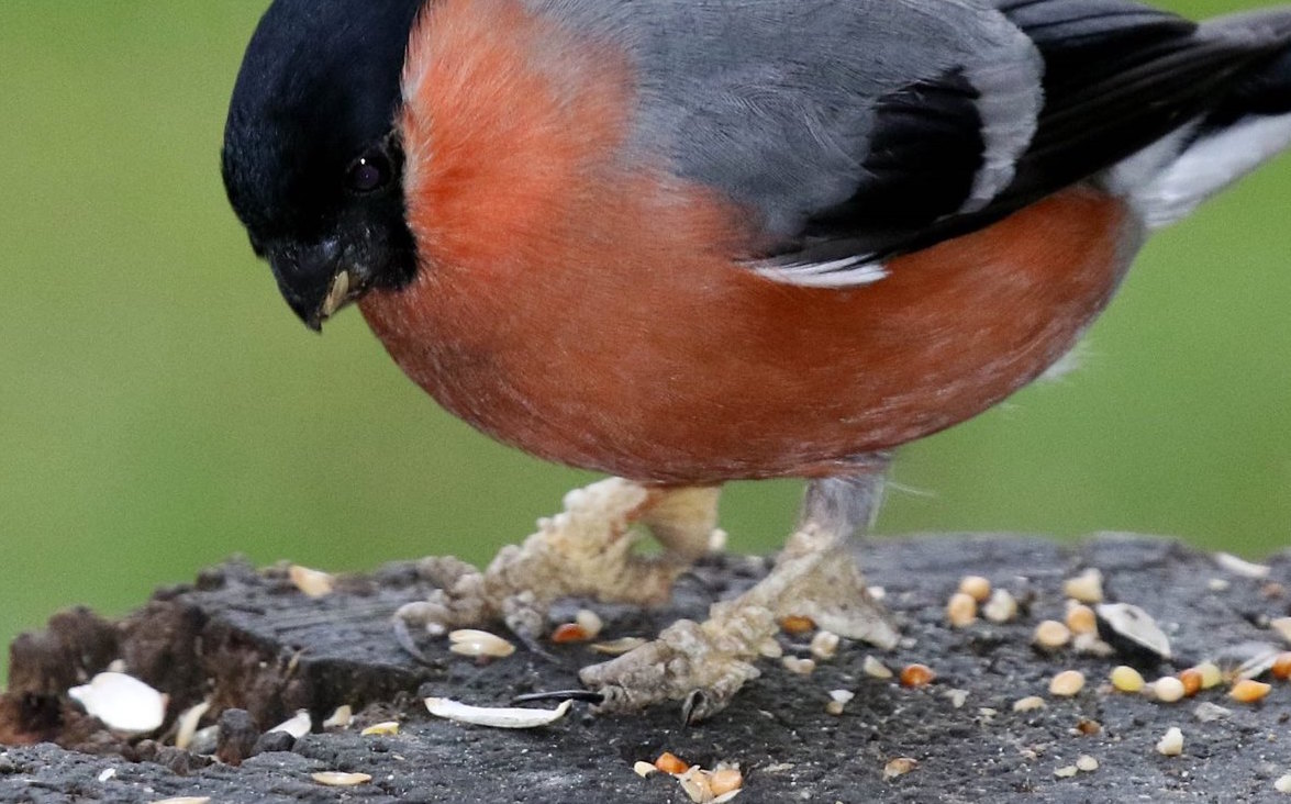 Image taken by Cliff Woodhead showing Fringilla Papillomavirus in Bullfinch&nbsp;