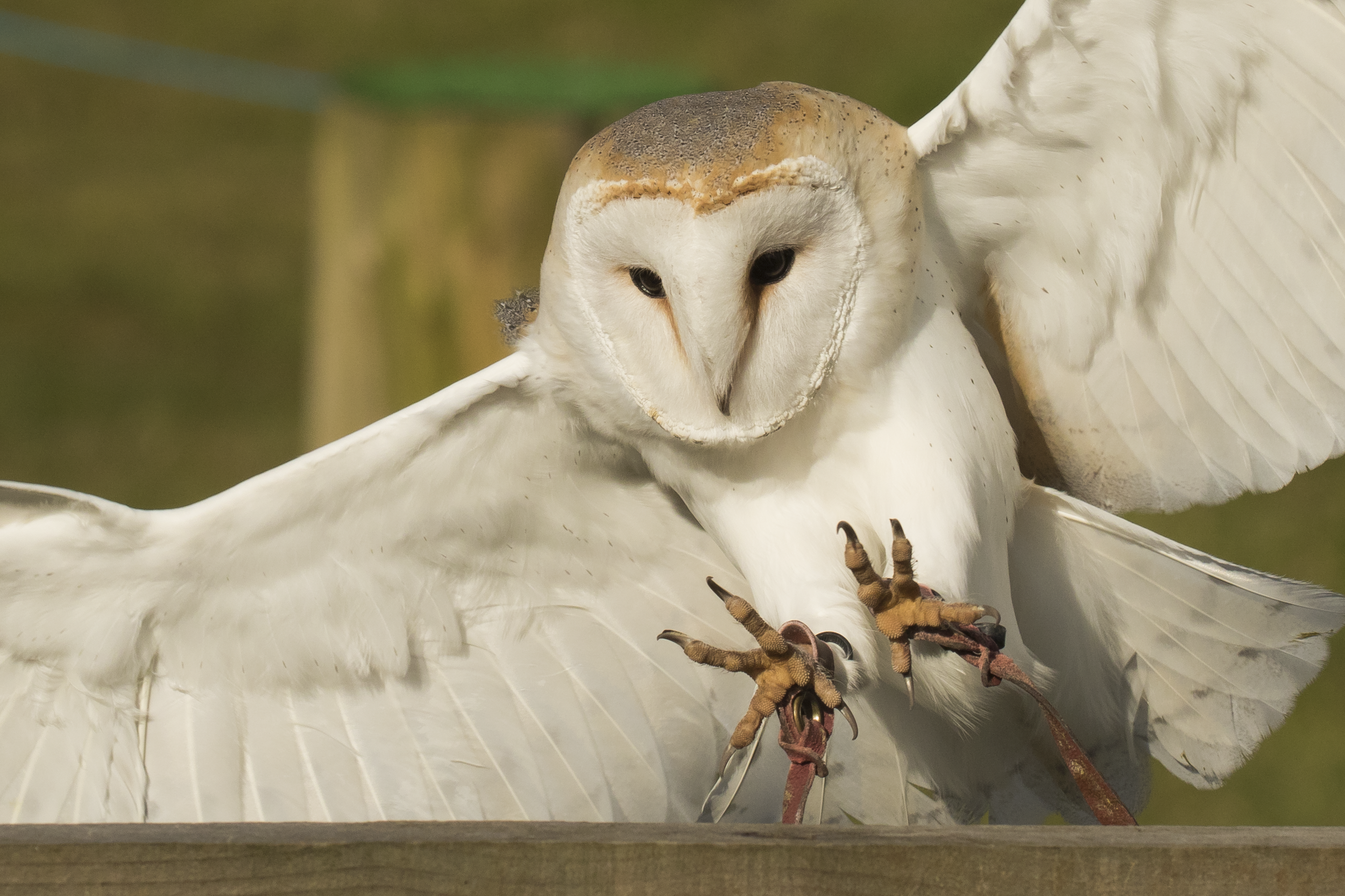 Captive Barn Owl Landing 5th March.png