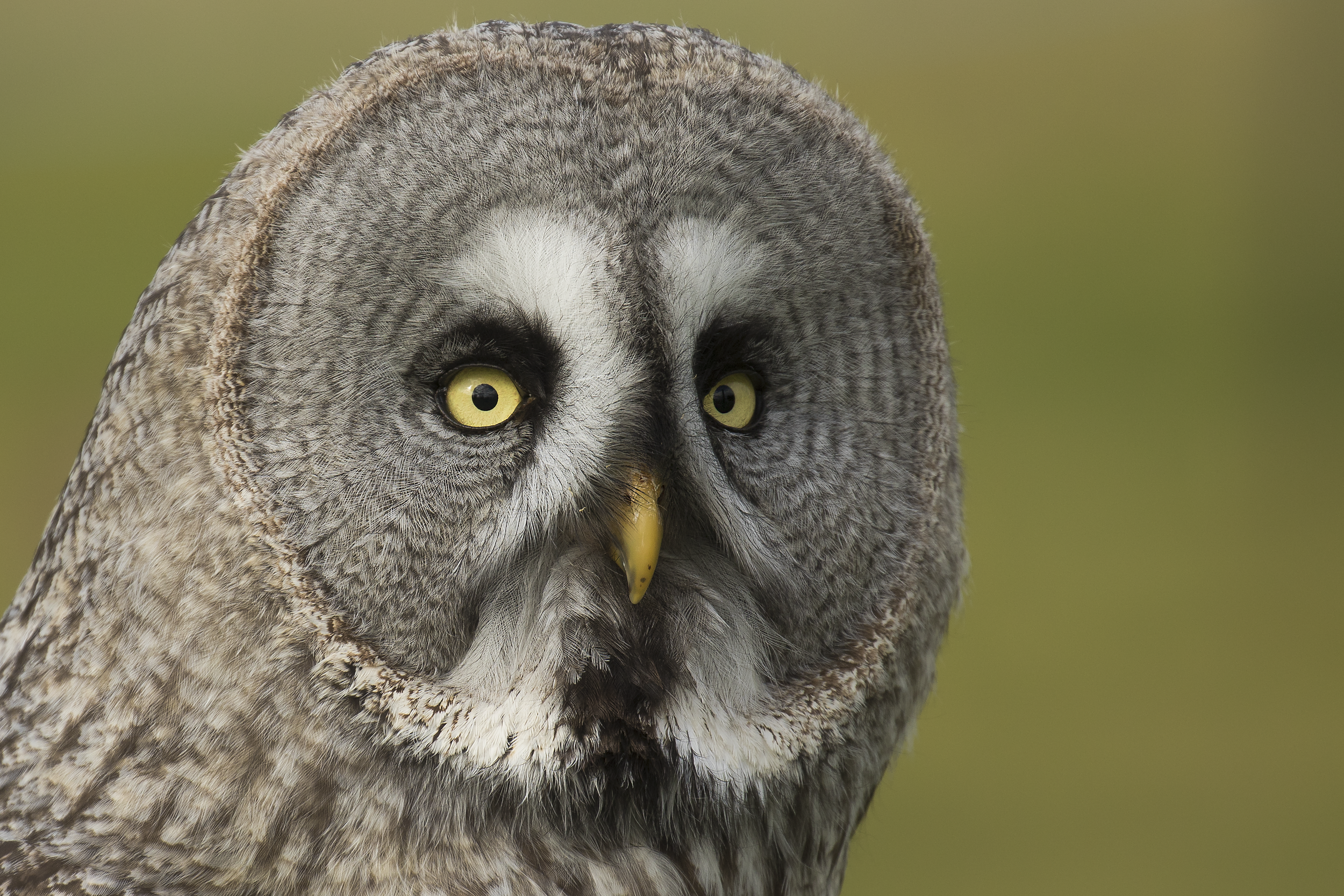 Captive Great Grey Owl Headshot.png