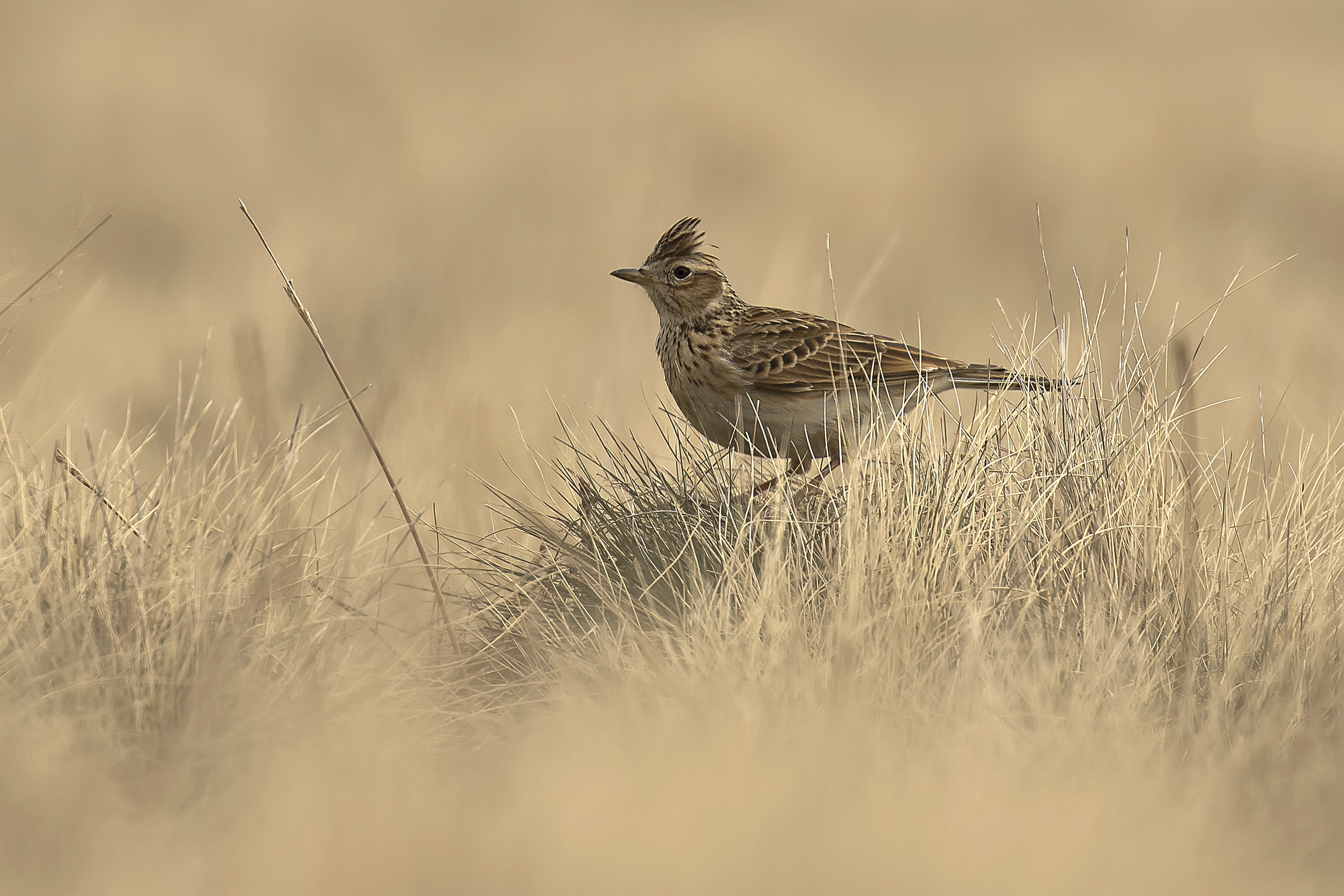 Skylark
