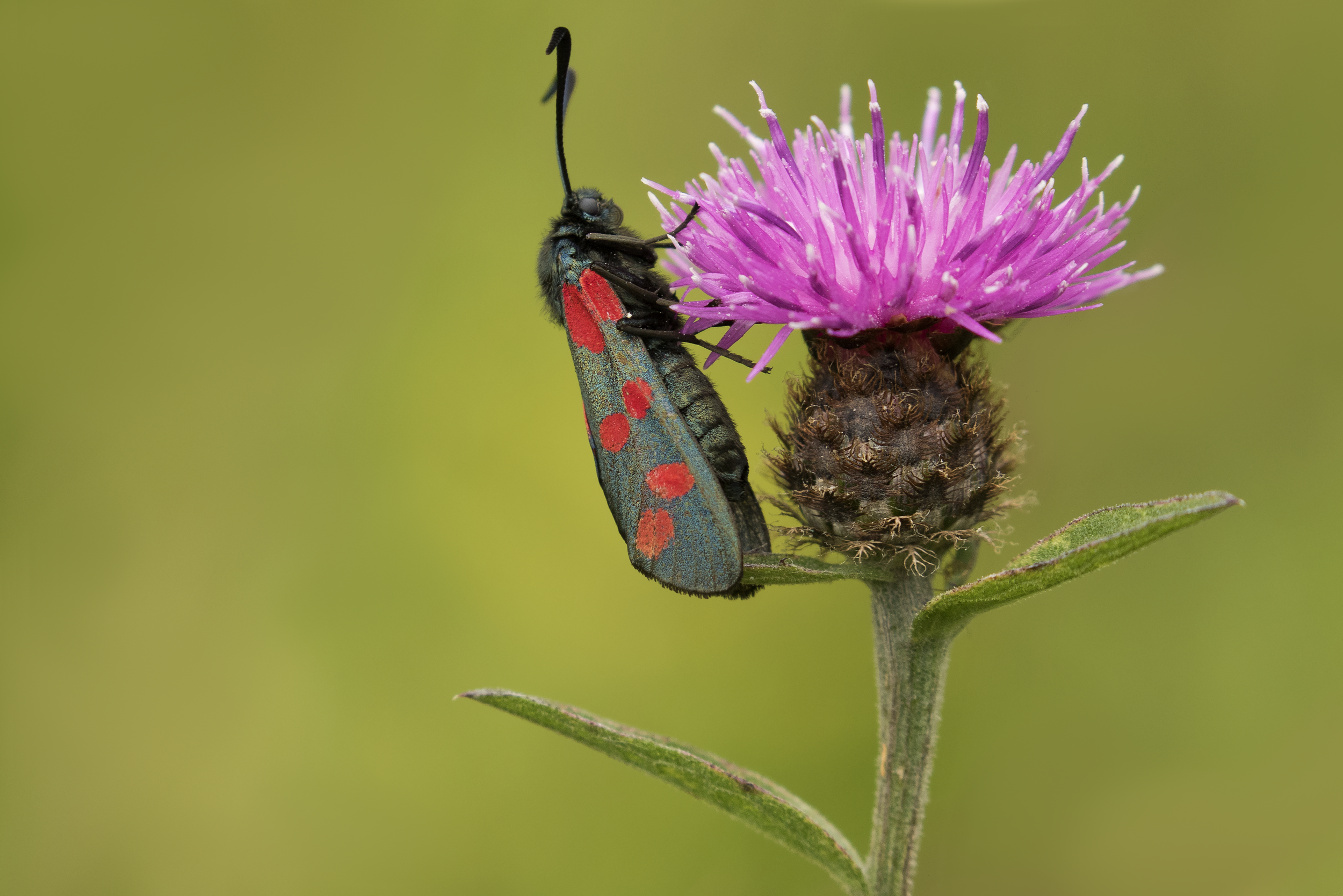 6-spot Burnet Moth 7th July.png