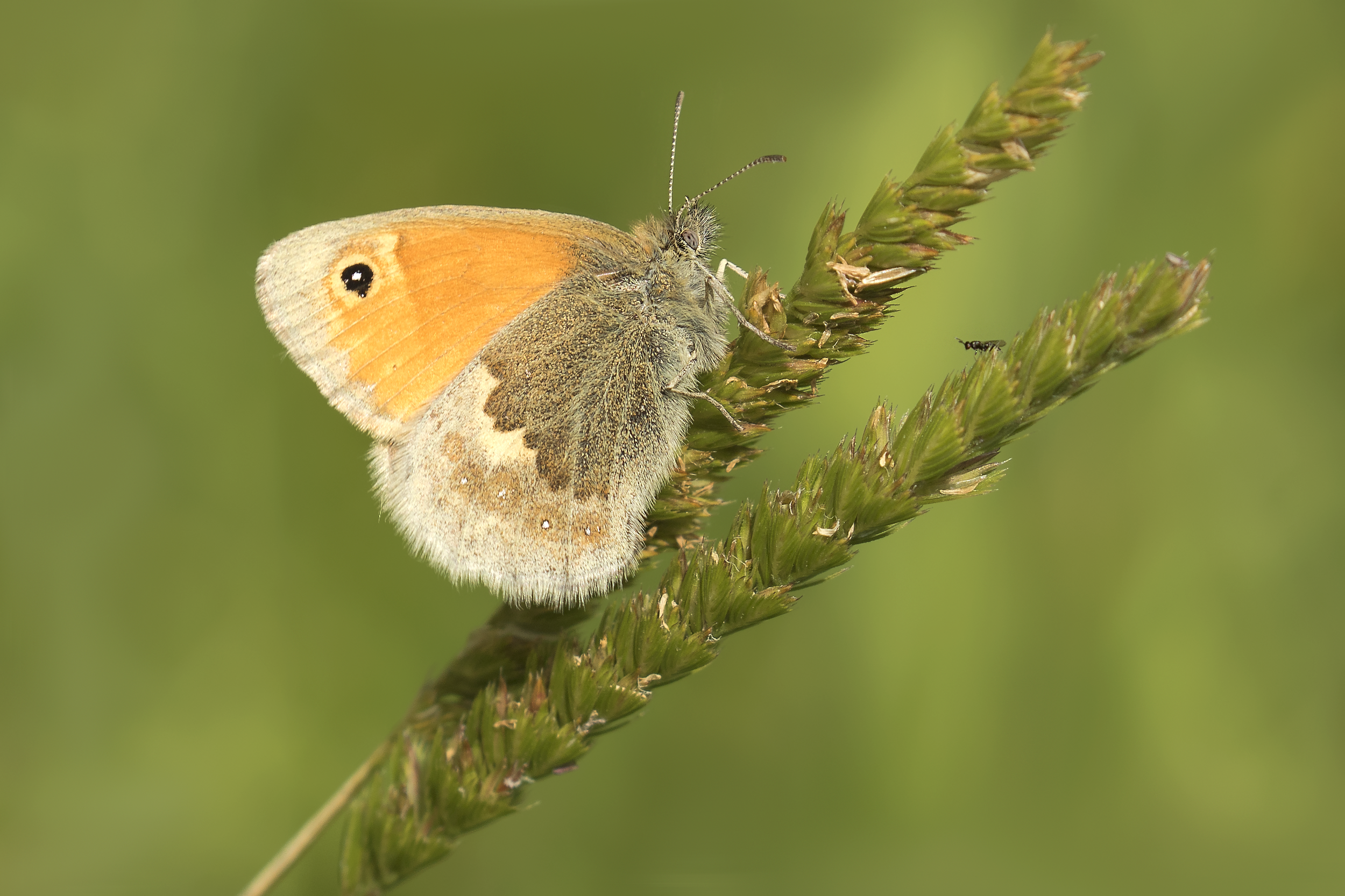Small Heath 3rd July.png