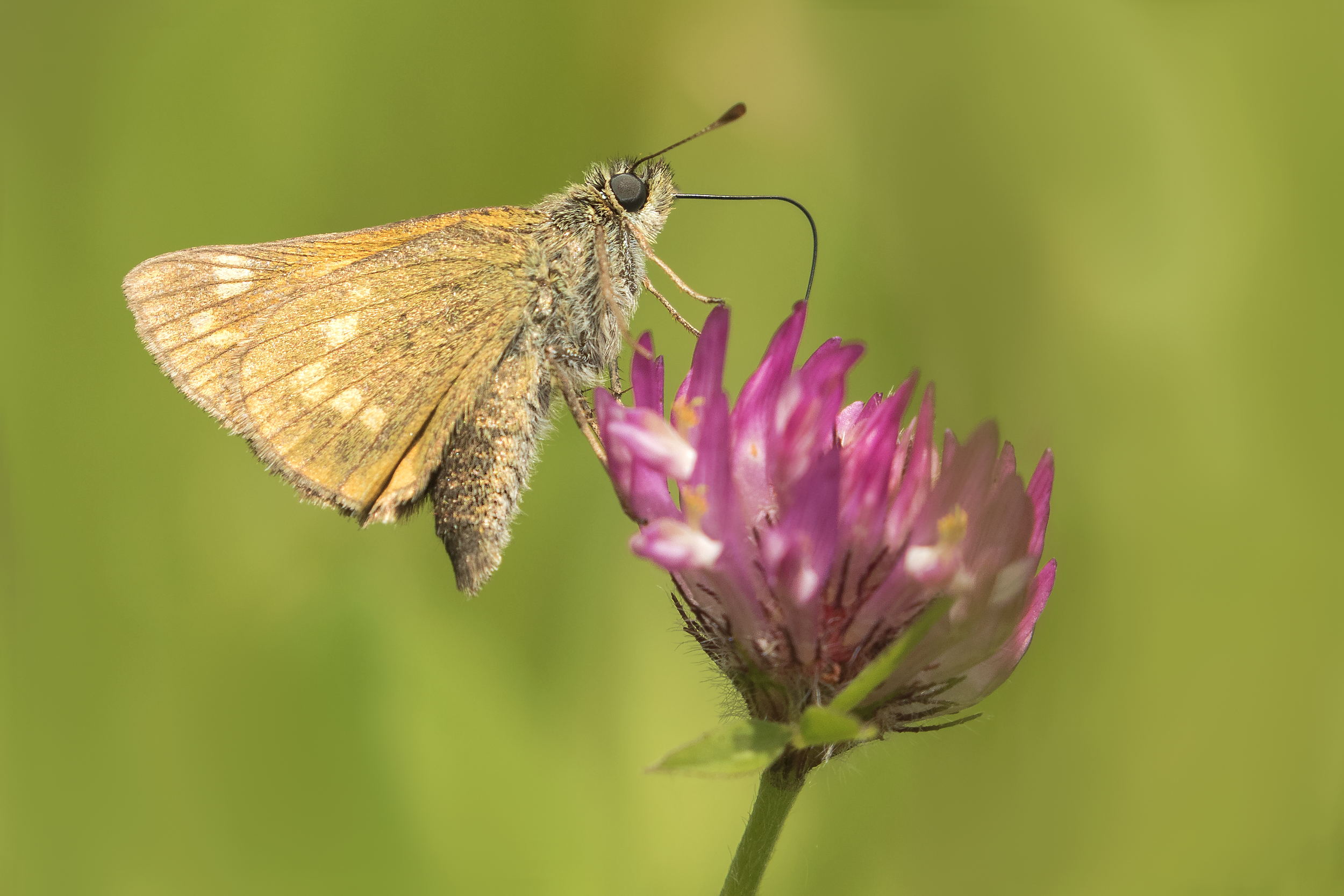 Large Skipper 3rd July.png