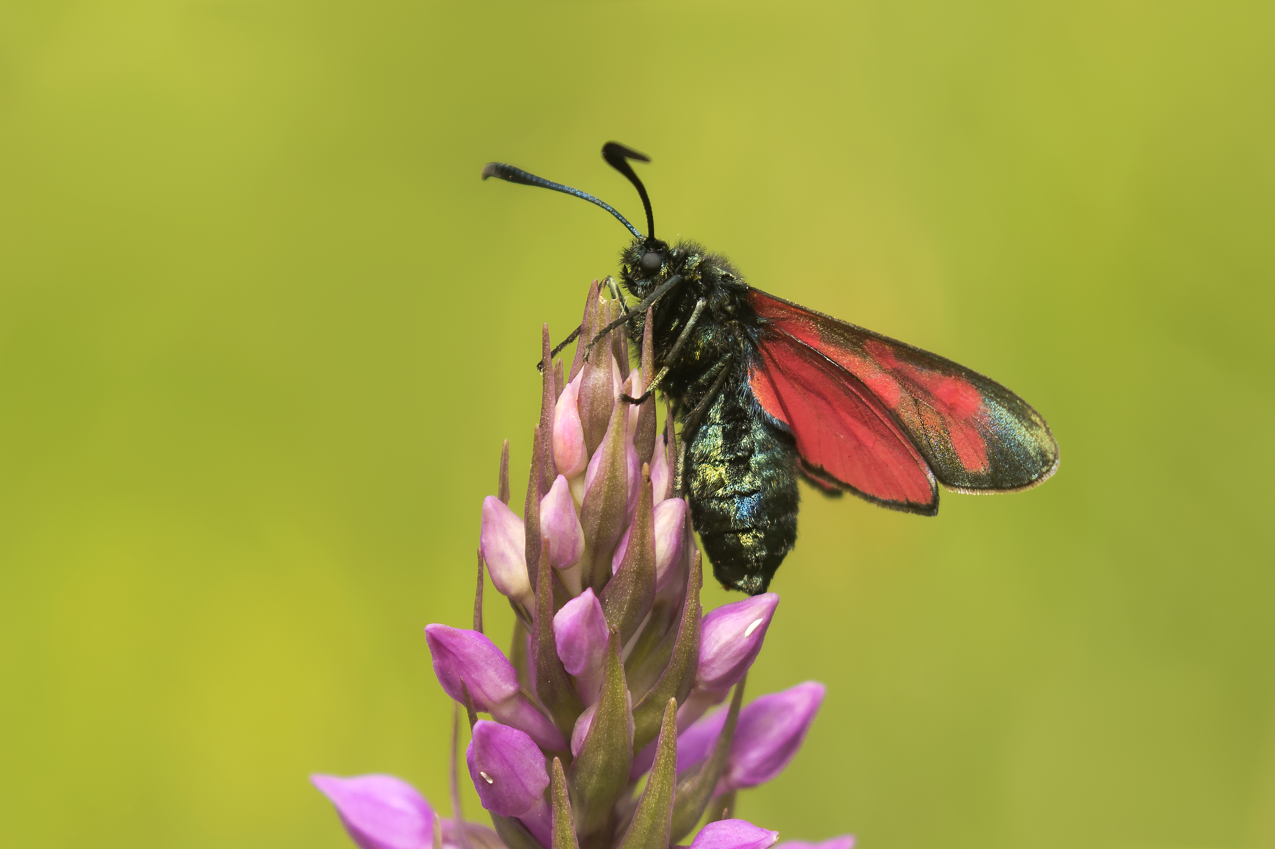 6 Spot Burnet Moth Orchid 25th June.png