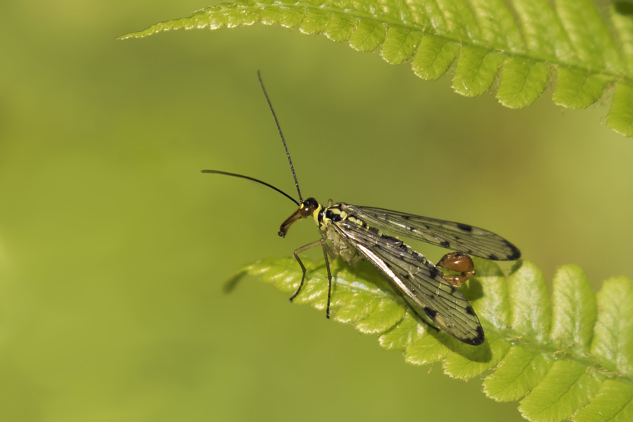 Scorpian Fly 3rd June.png