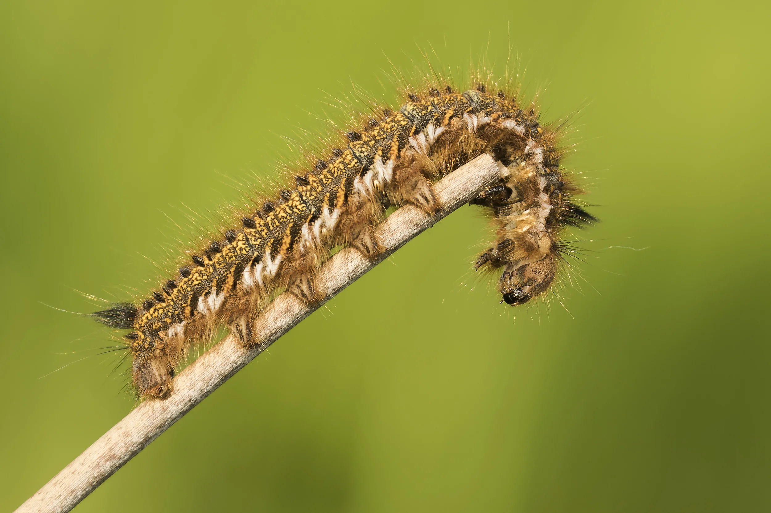 Drinker Moth Caterpillar 2nd June .jpg