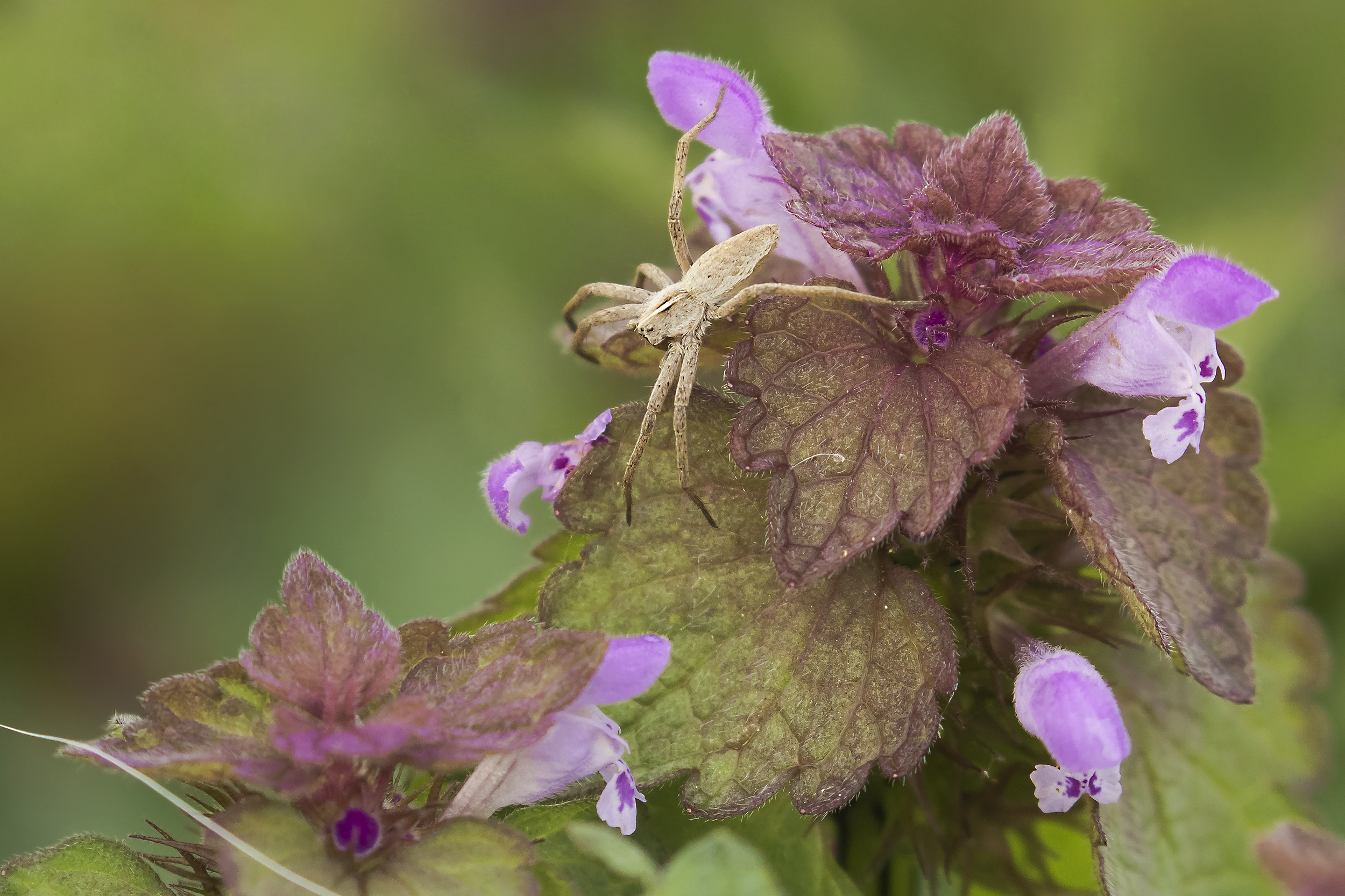 Nursery Web Spider on Red Dead-nettle 7th May.png