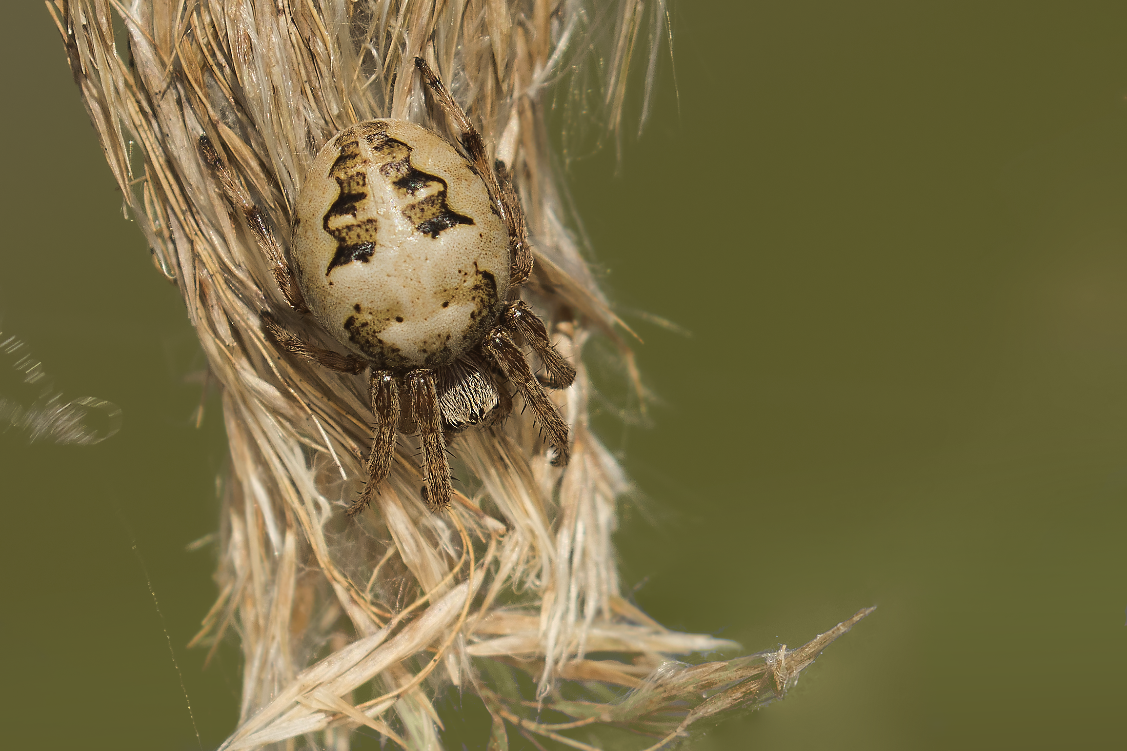Furrow Orbweaver Spider 24th April.png