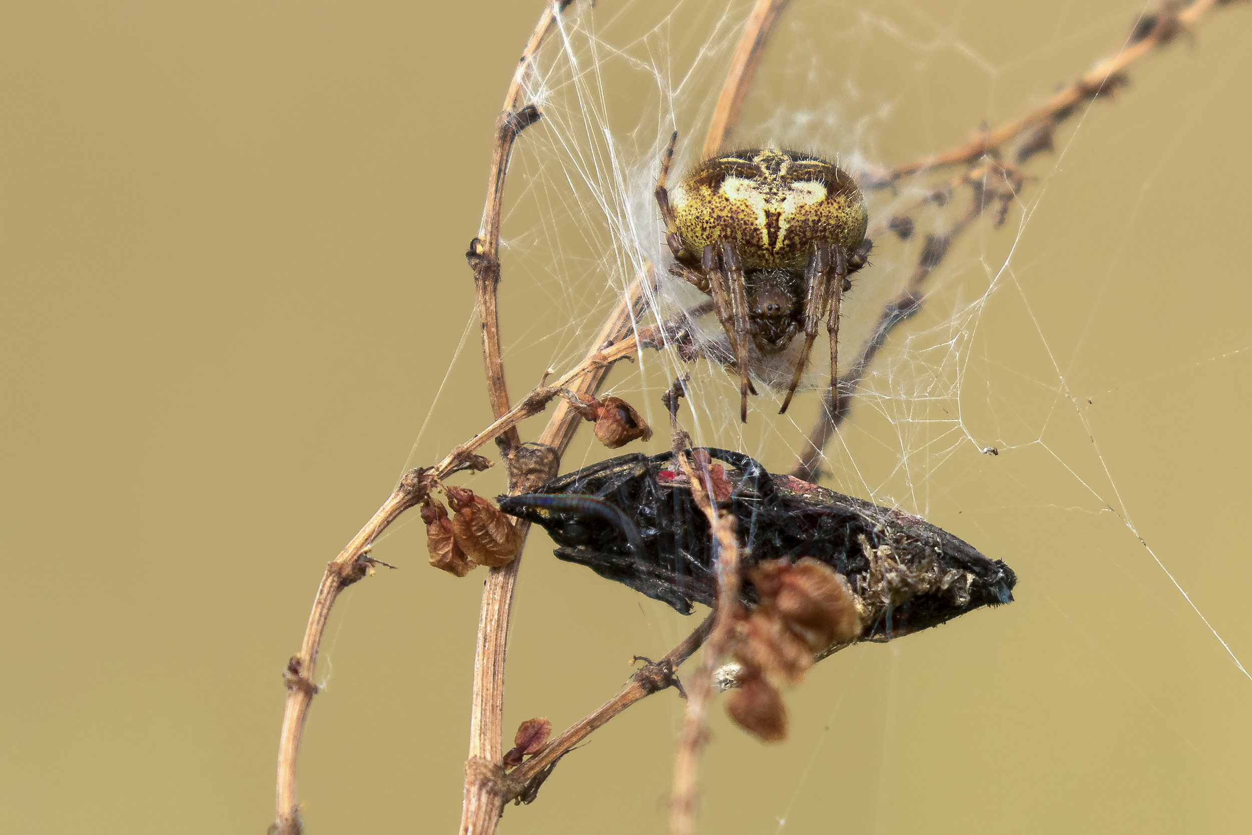 Common Orb-weaver Spider eating 5 Spot Burnet Moth