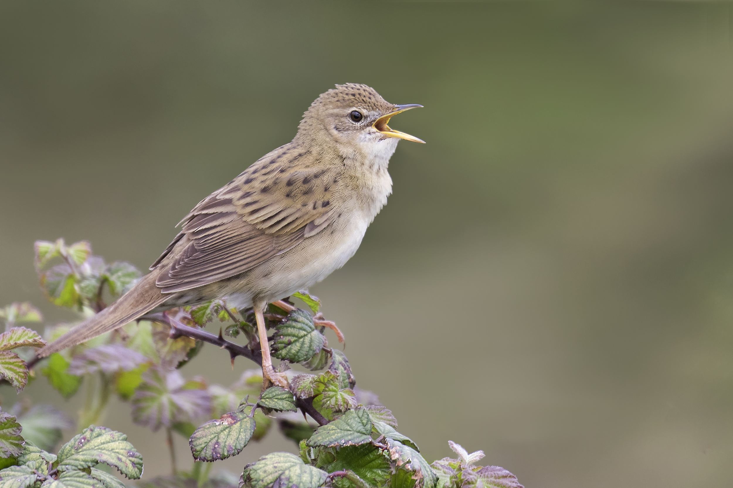 Grasshopper Warbler