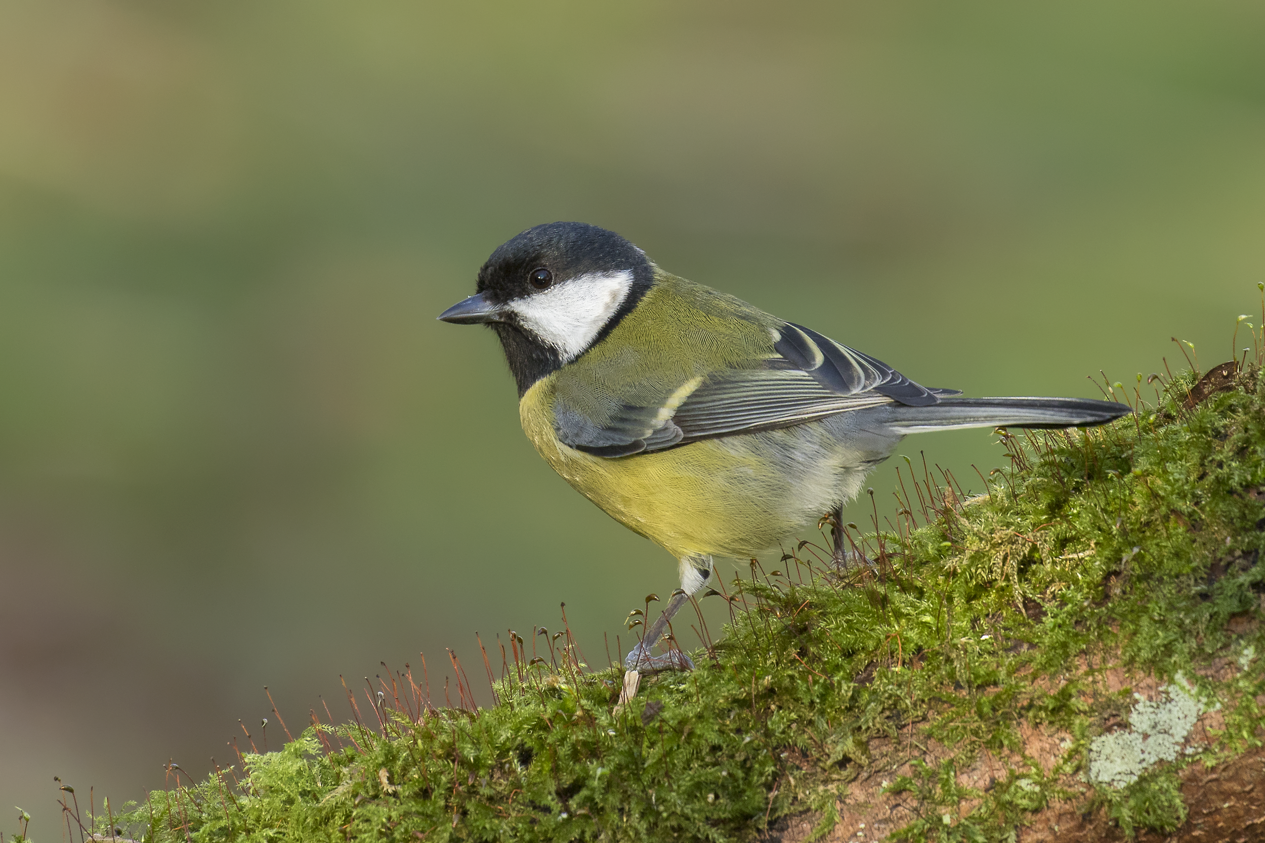 Great Tit 4th December.png