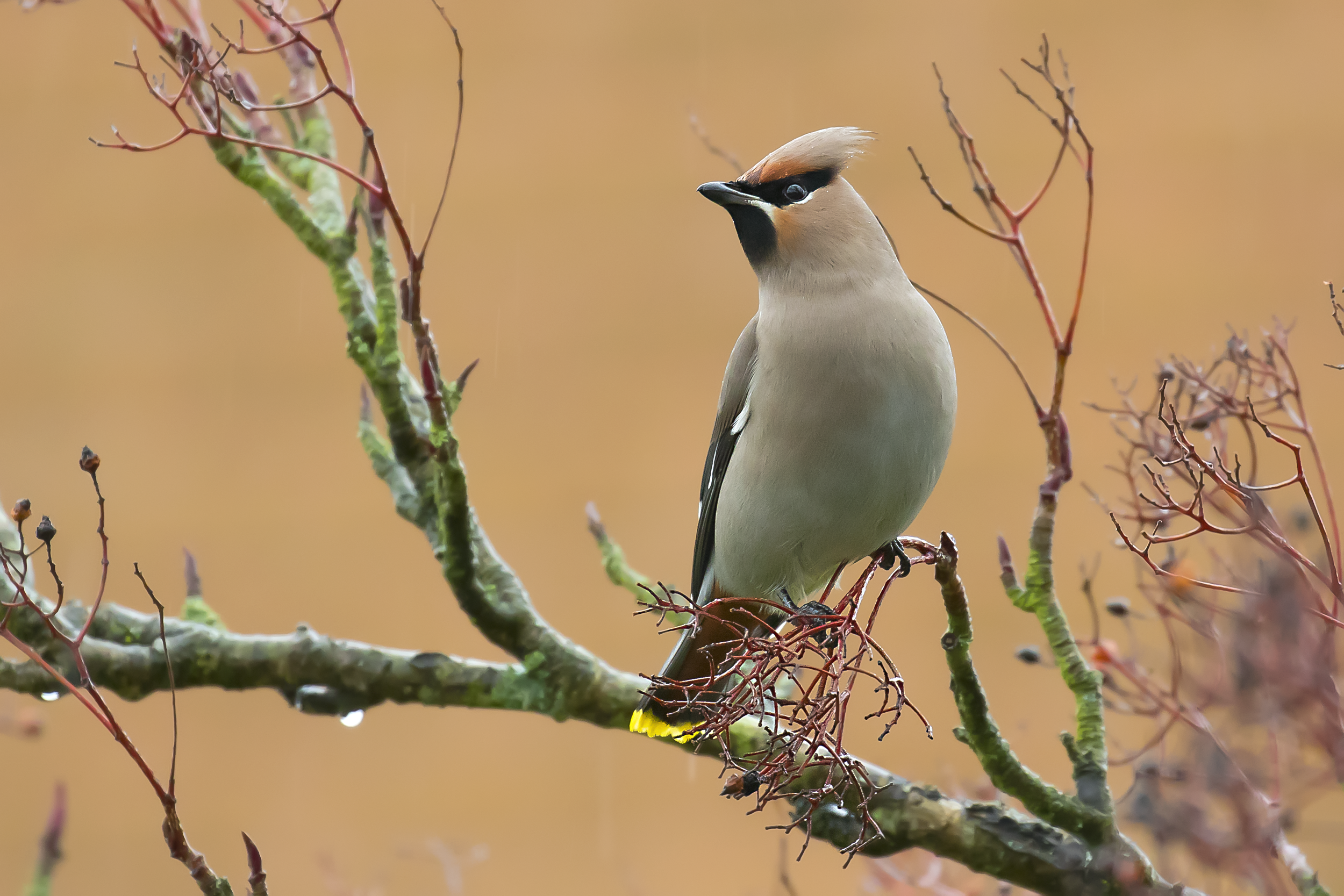 Waxwing Female 12th January.png