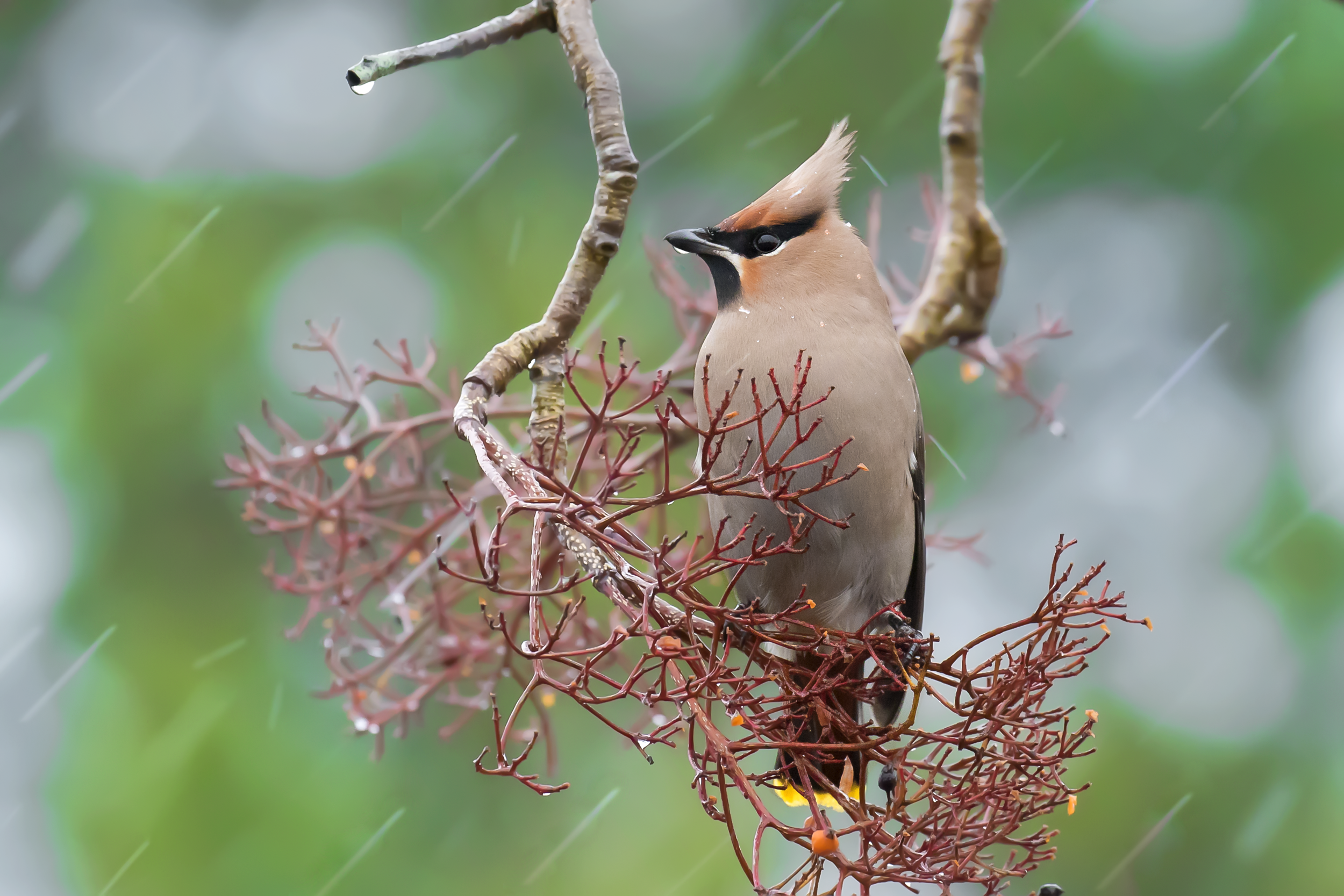 Wet Waxwing Female 12th January.png