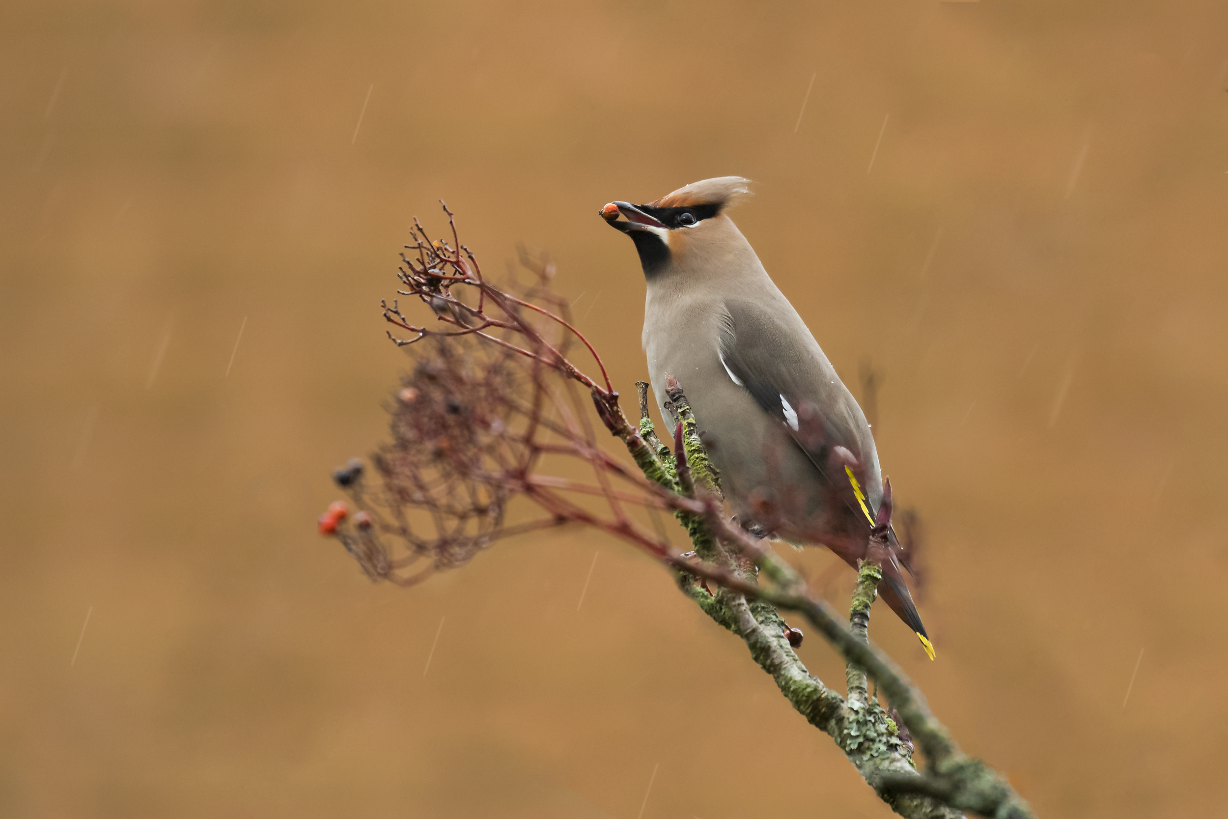 Waxwing With Berry.png