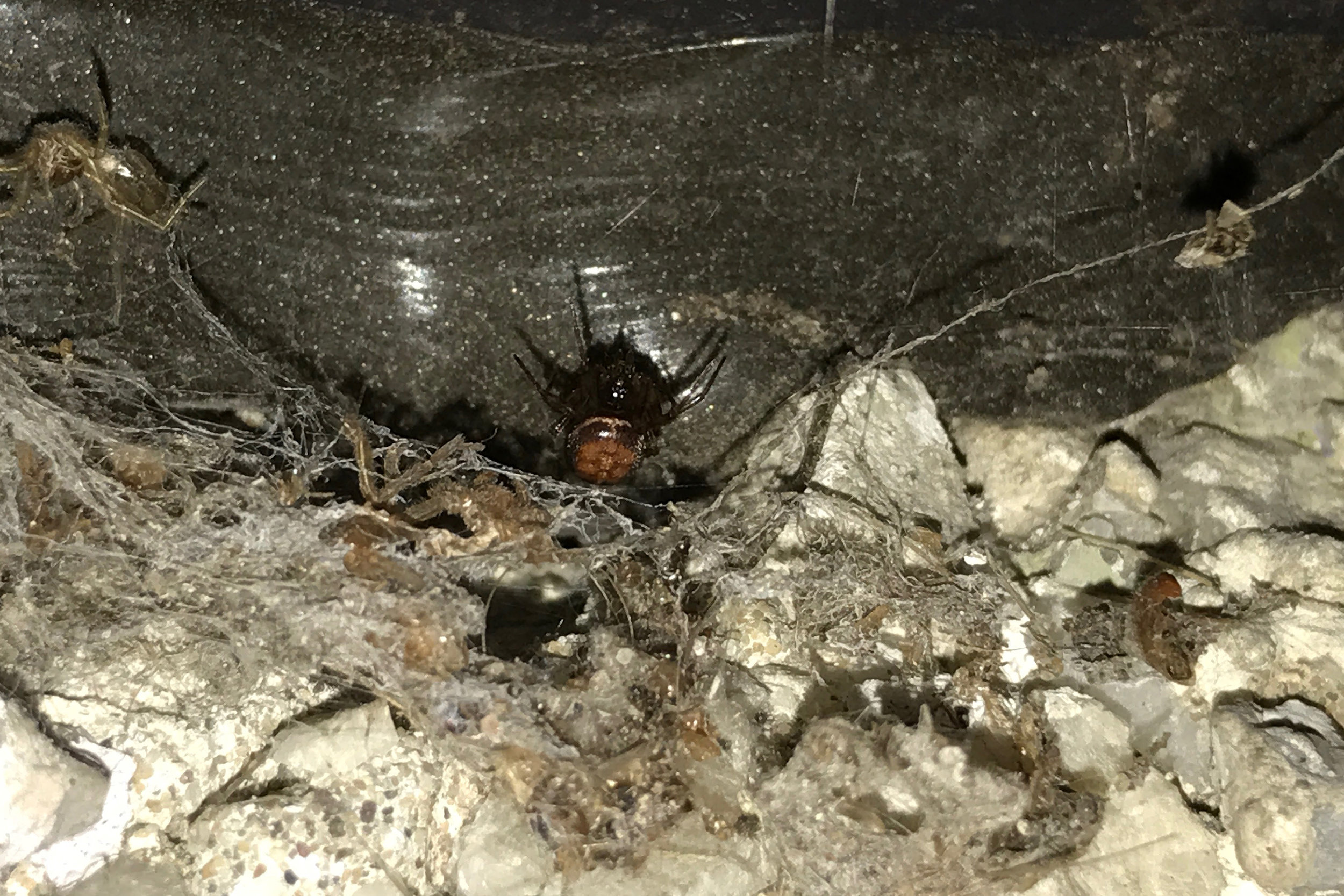 False Widow S.bip 2.jpg