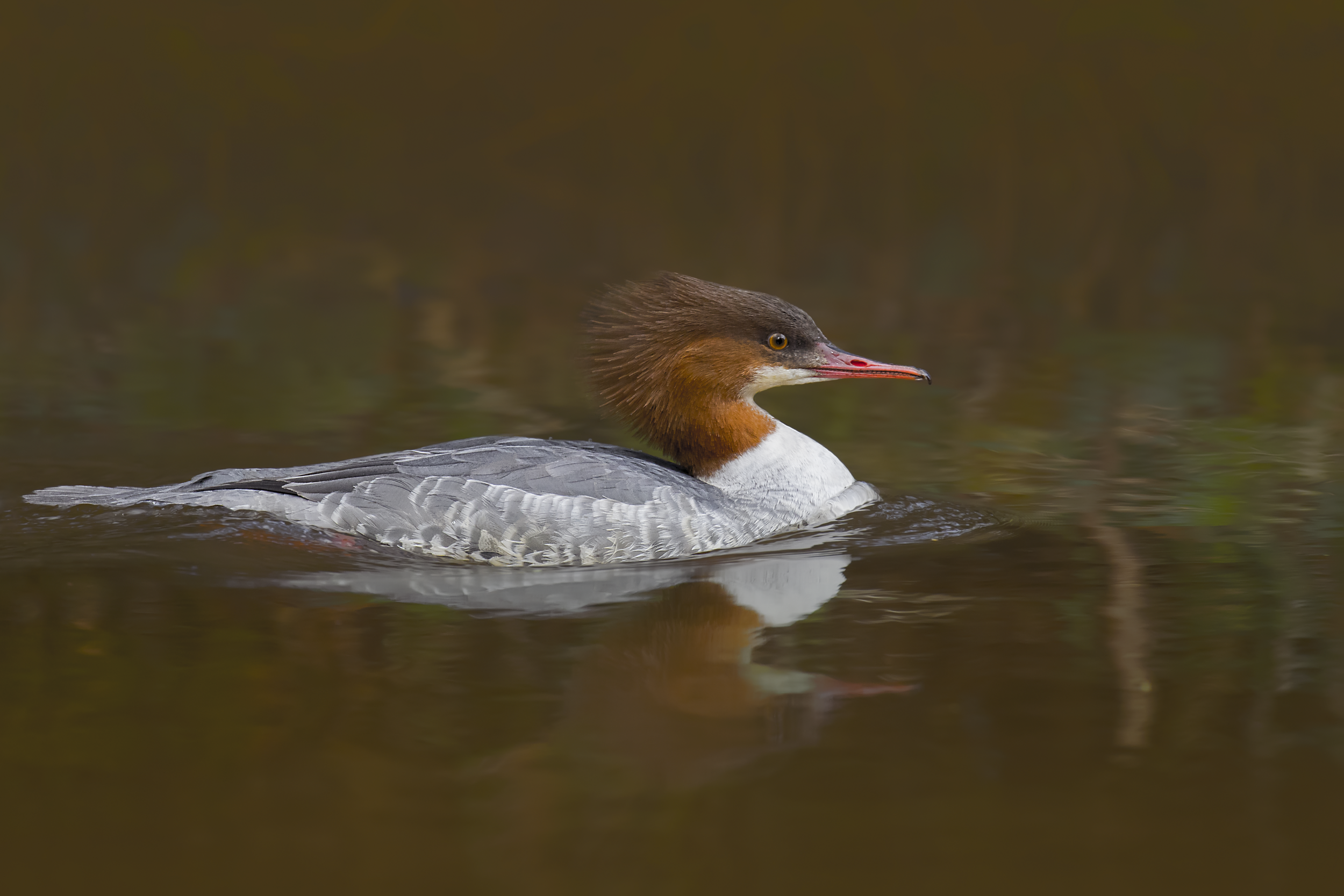 Female Goosander 5th March.png