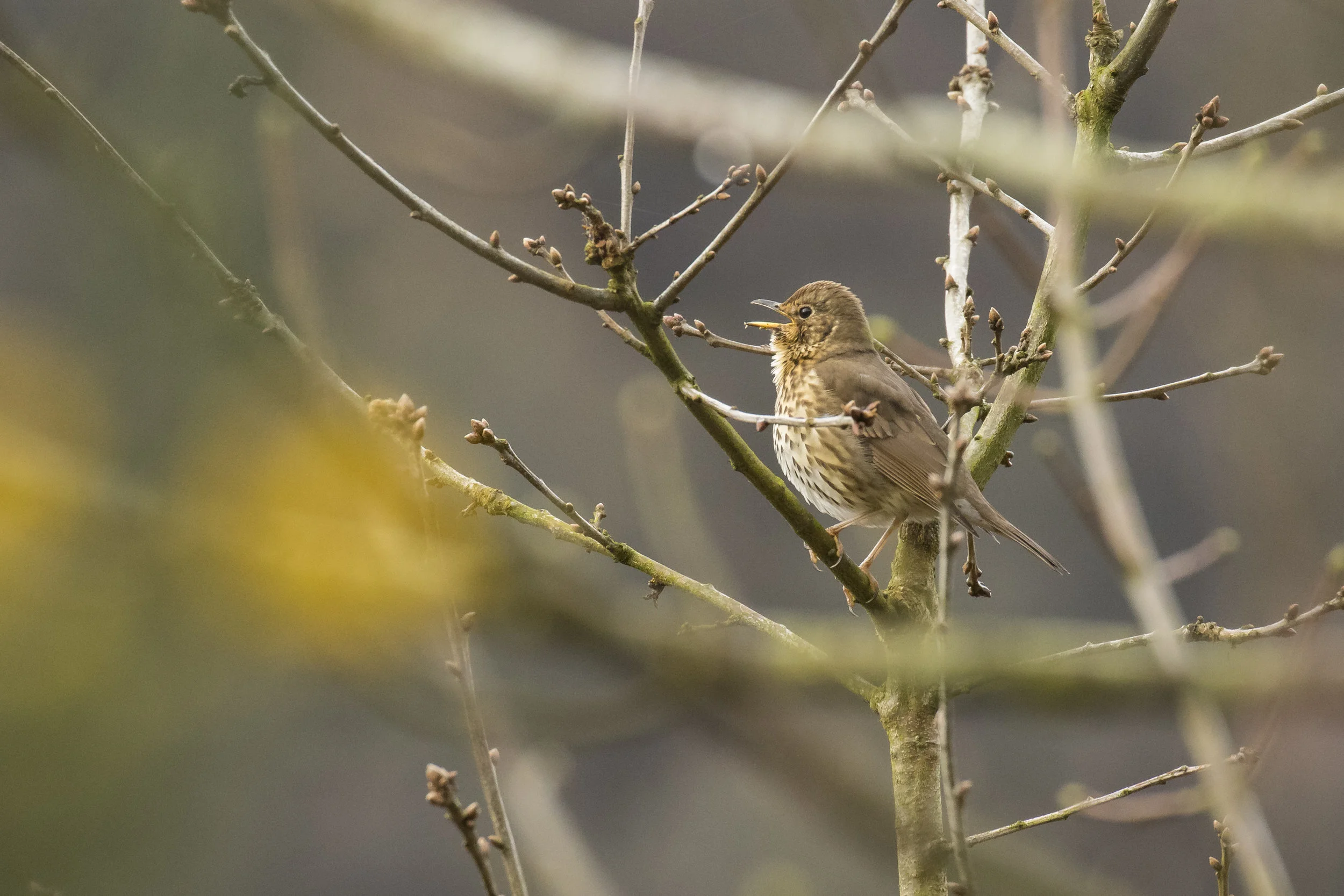 Song Thrush Mimic 