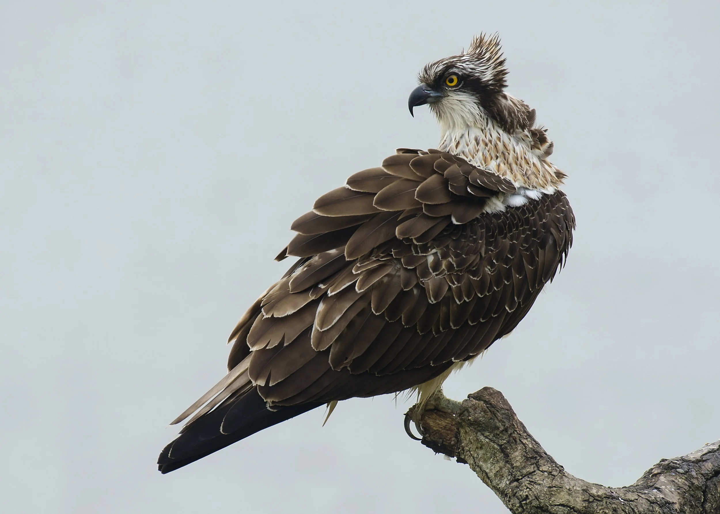 Juvi Osprey puffed up / Llandegfedd Reservoir 2017