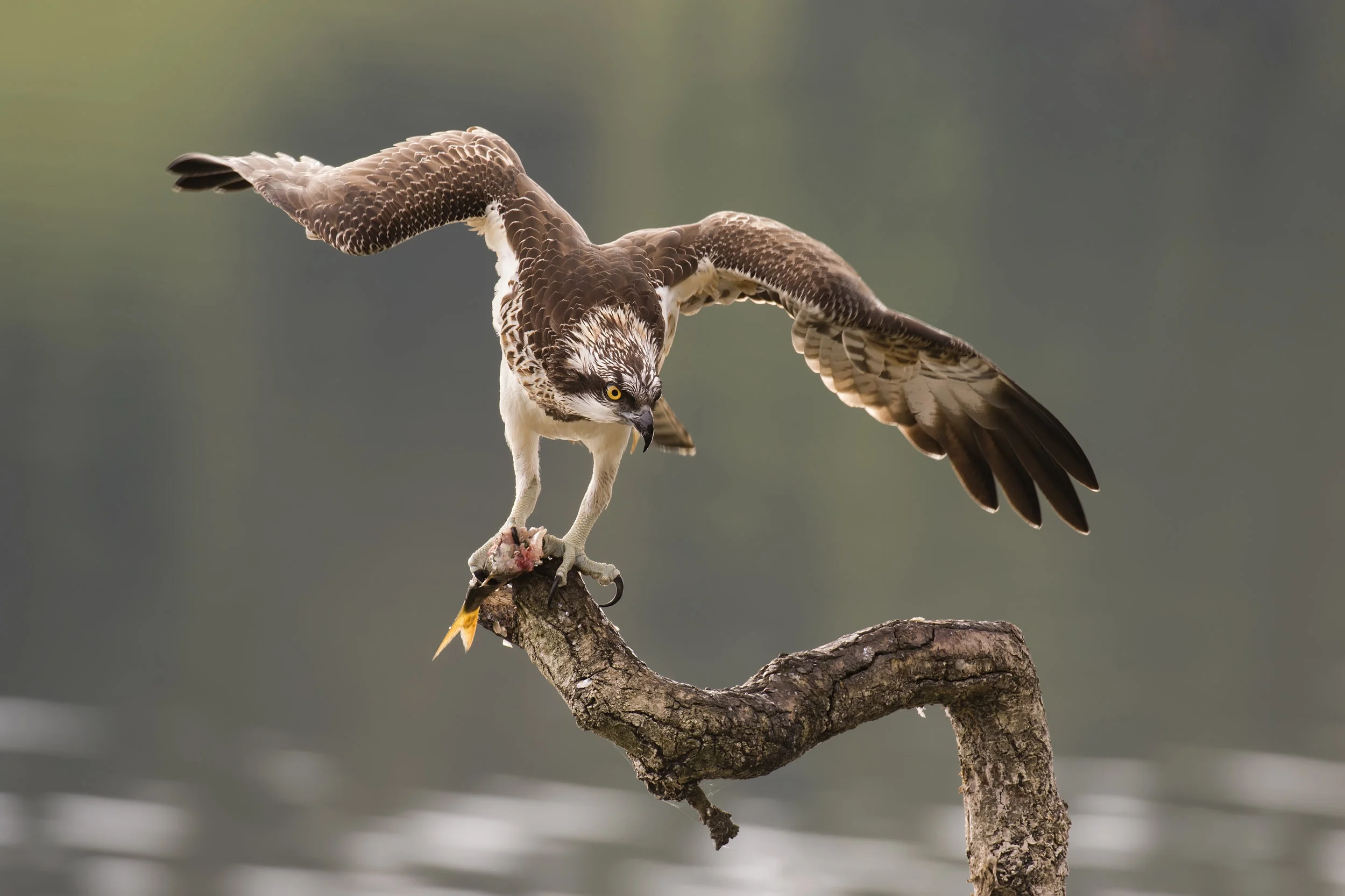 Osprey Balancing Act