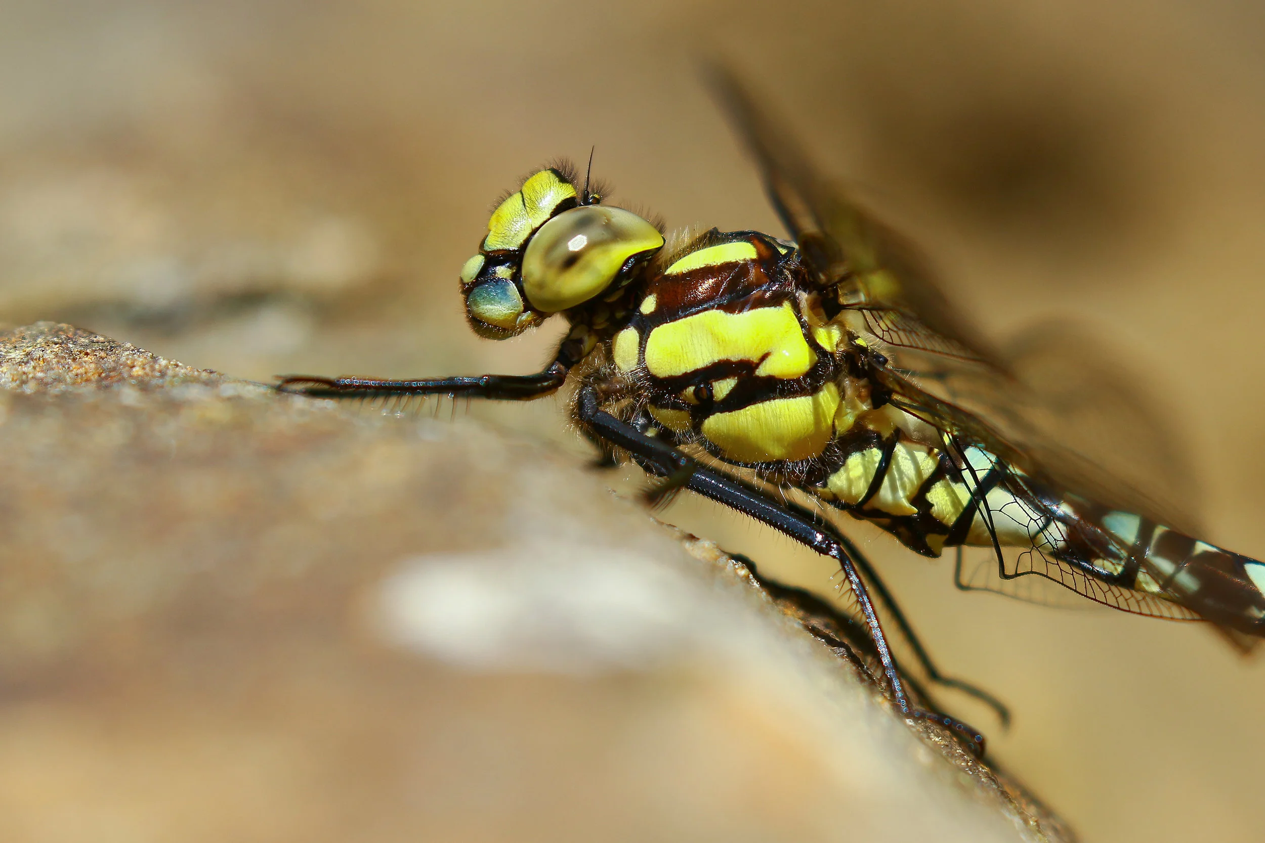 Southern Hawker 15th August.jpg