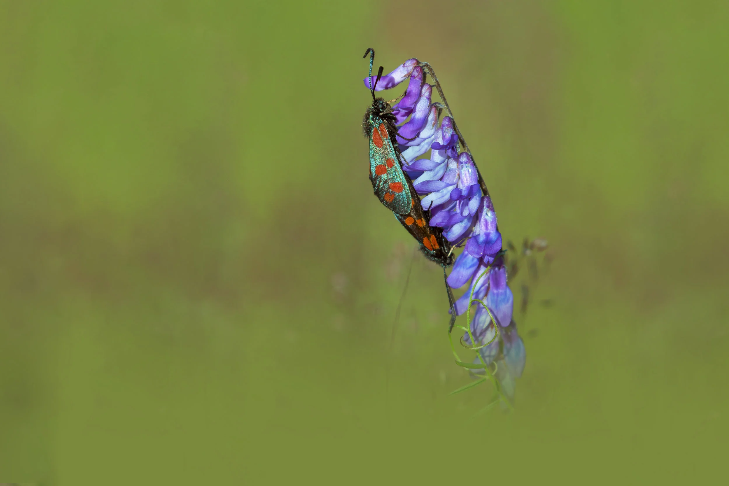 6 Spot Burnet Moth on Vetch 2nd July.jpg