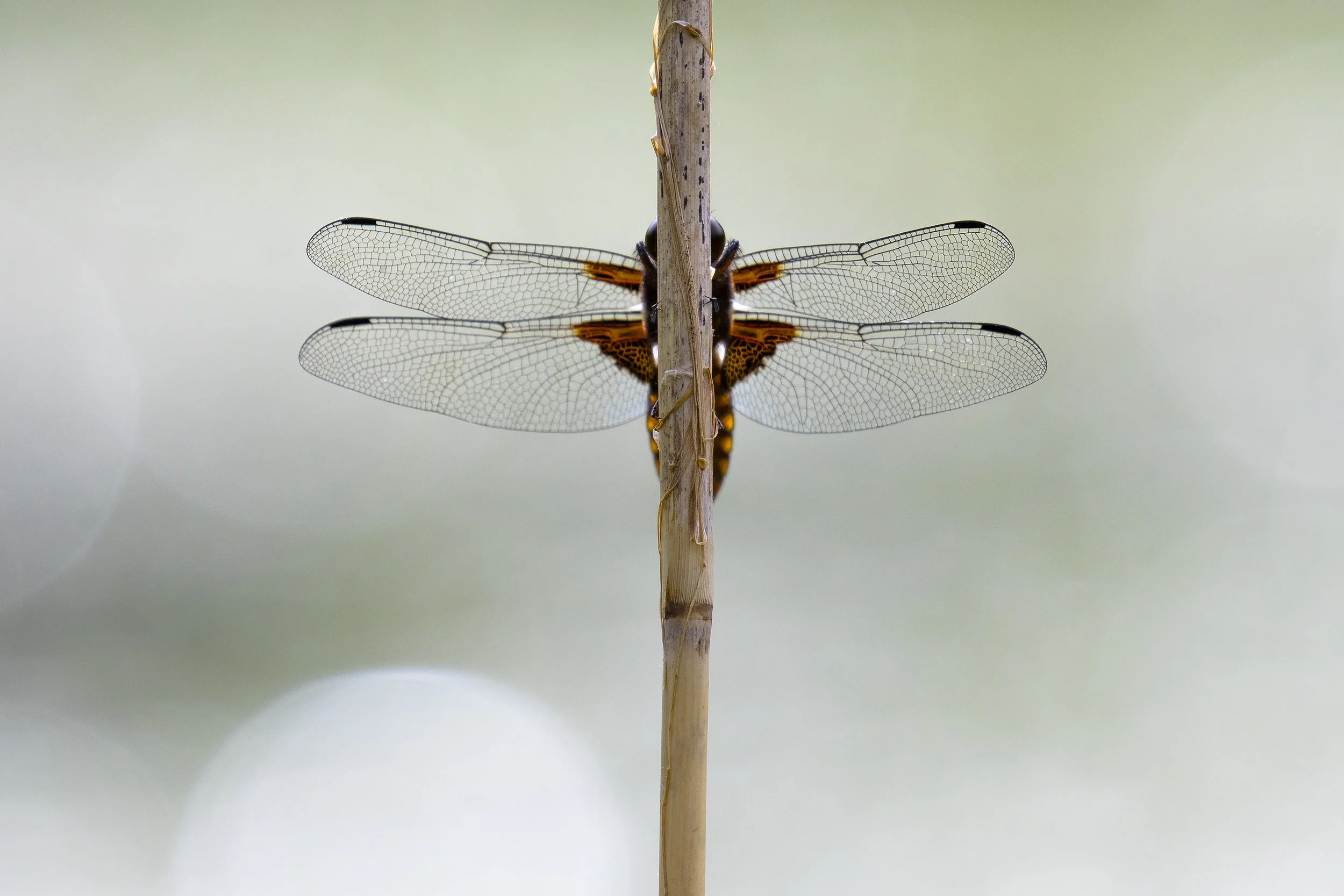 Broad-bodied Chaser 30th May.jpg