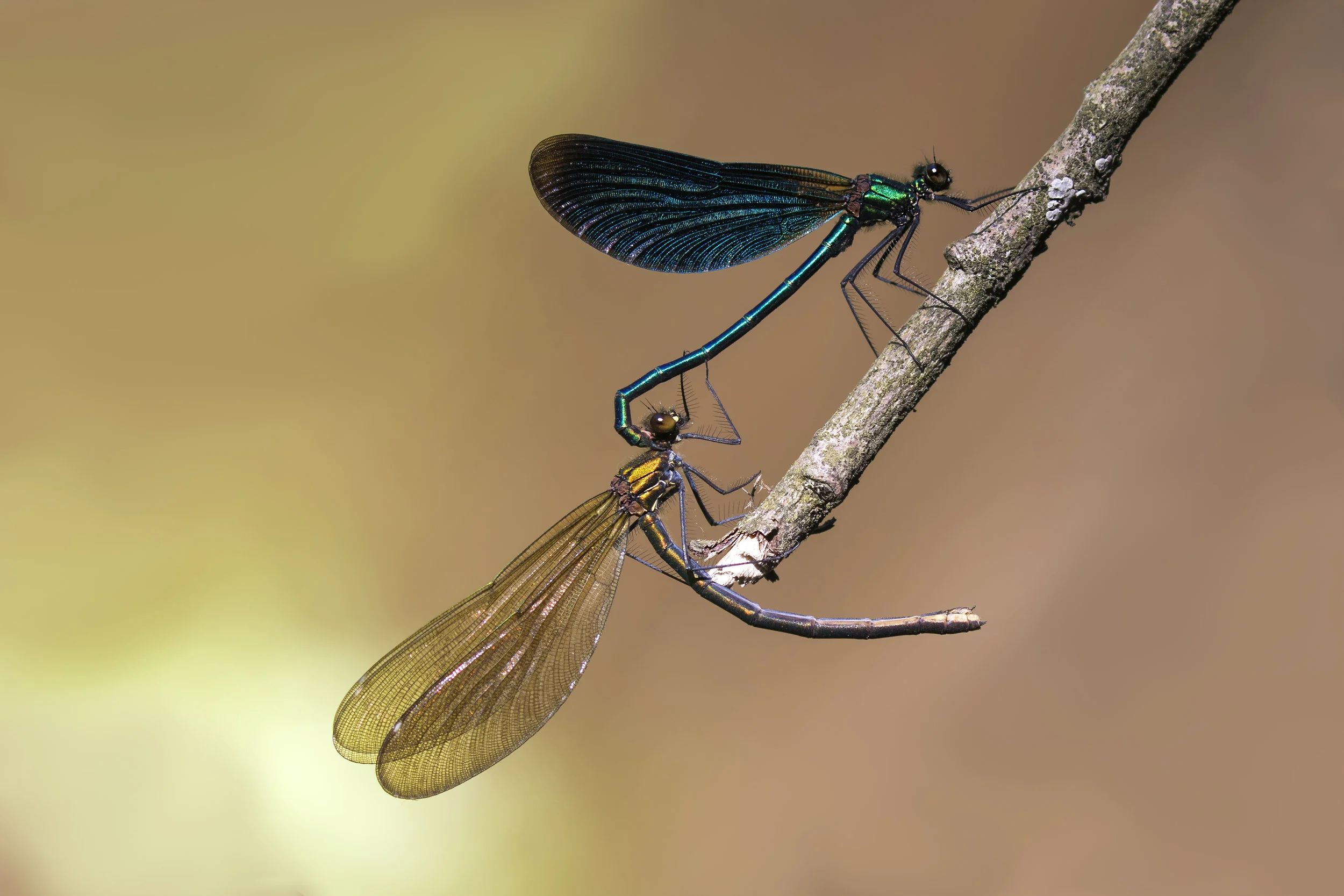 Beautiful Demoiselle Pair 26th May.jpg
