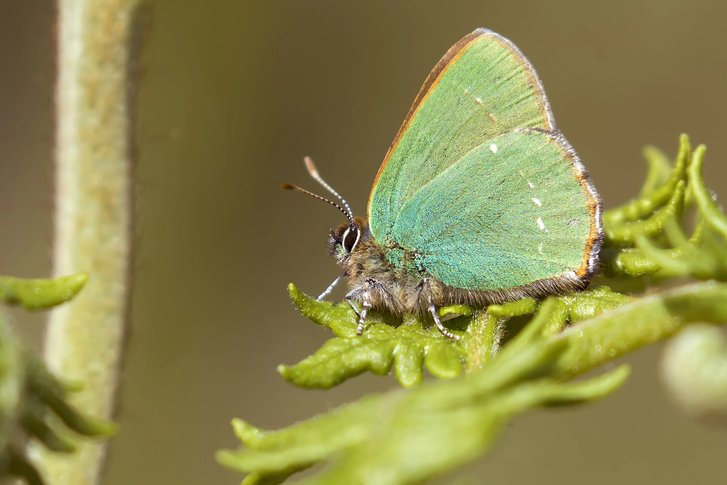Green Hairstreak Butterfly 10th May.jpg