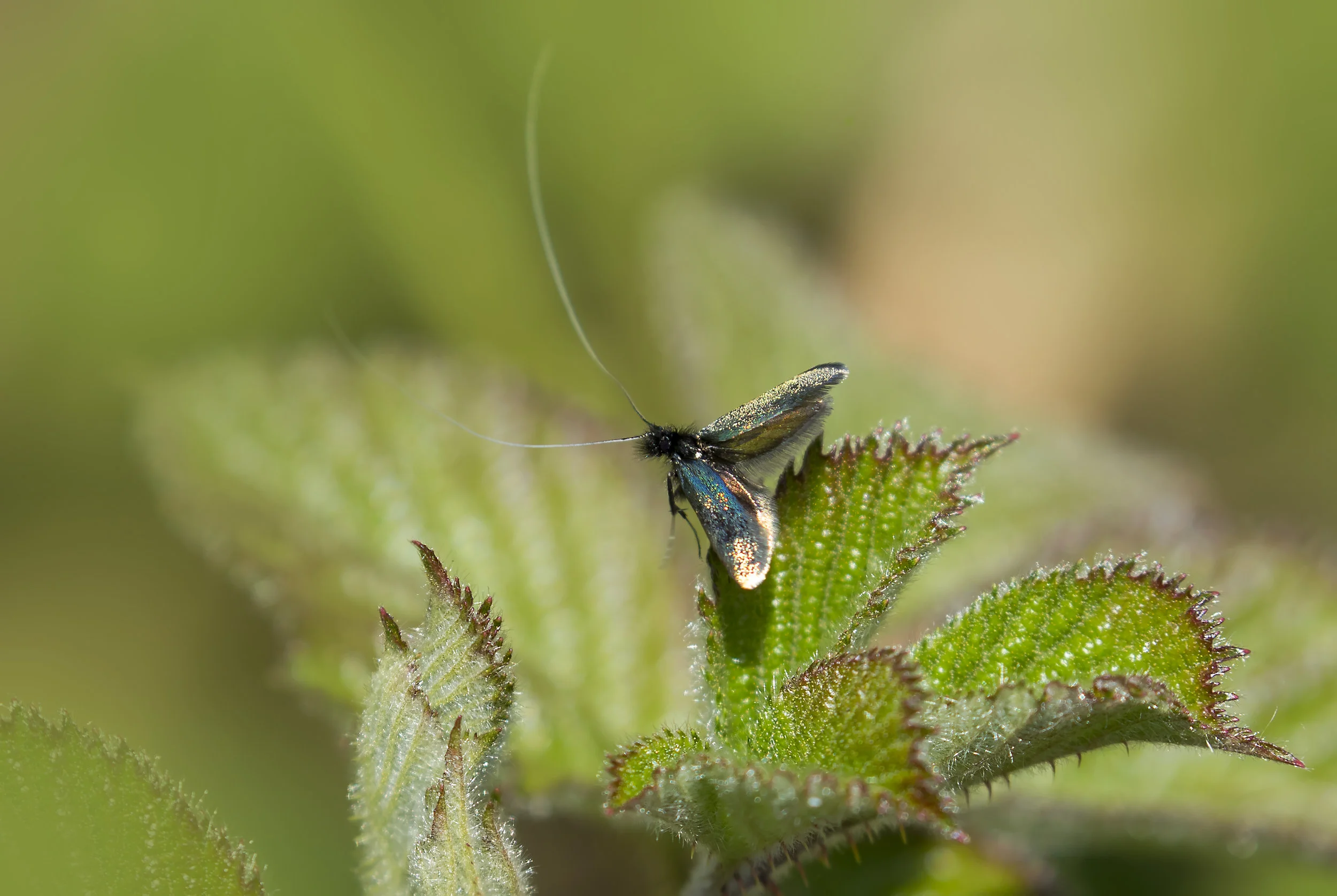 Fiary Longhorn Moth 10th May.jpg