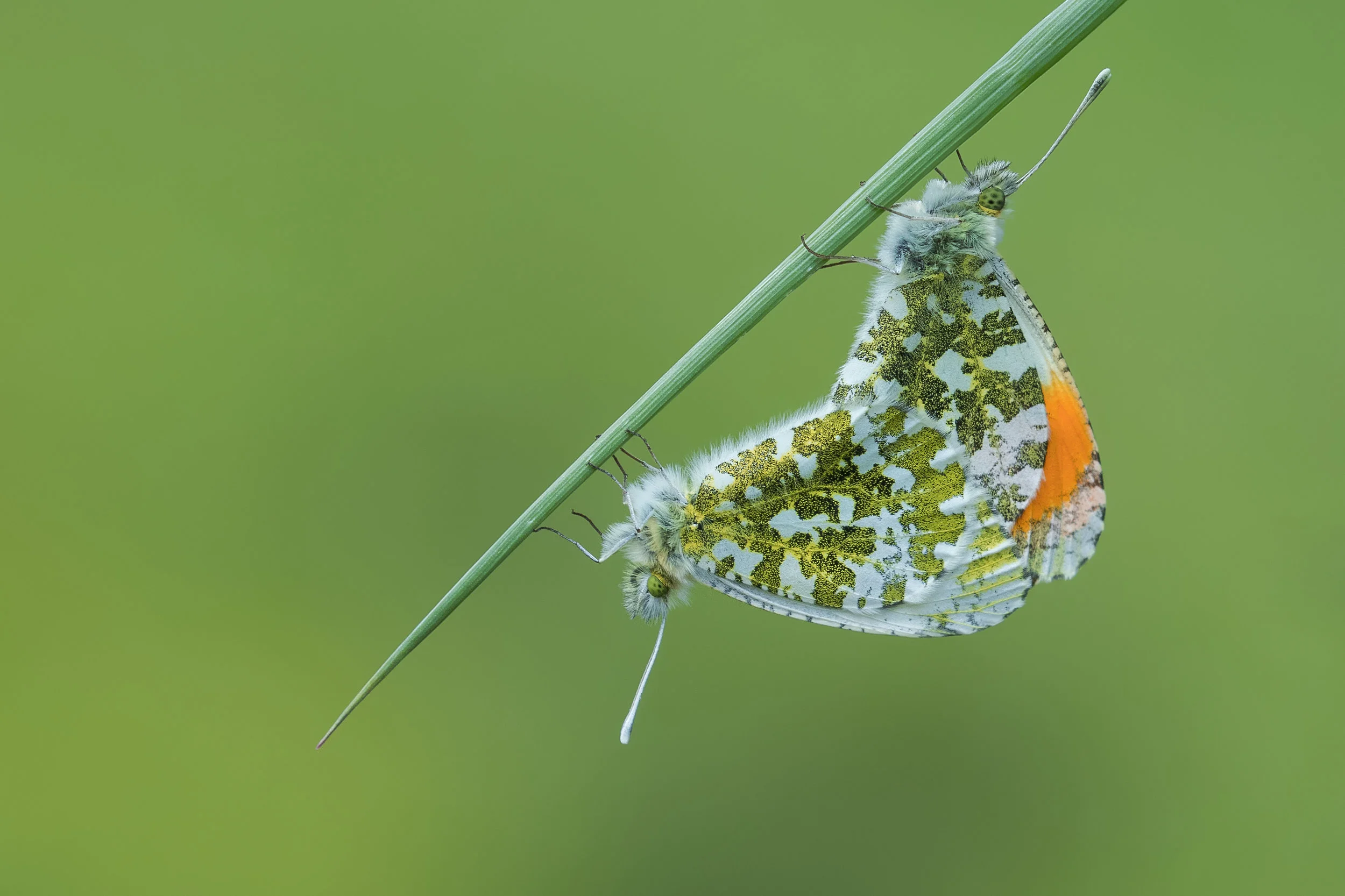Orange-tip on Grass Blade 1st May.jpg