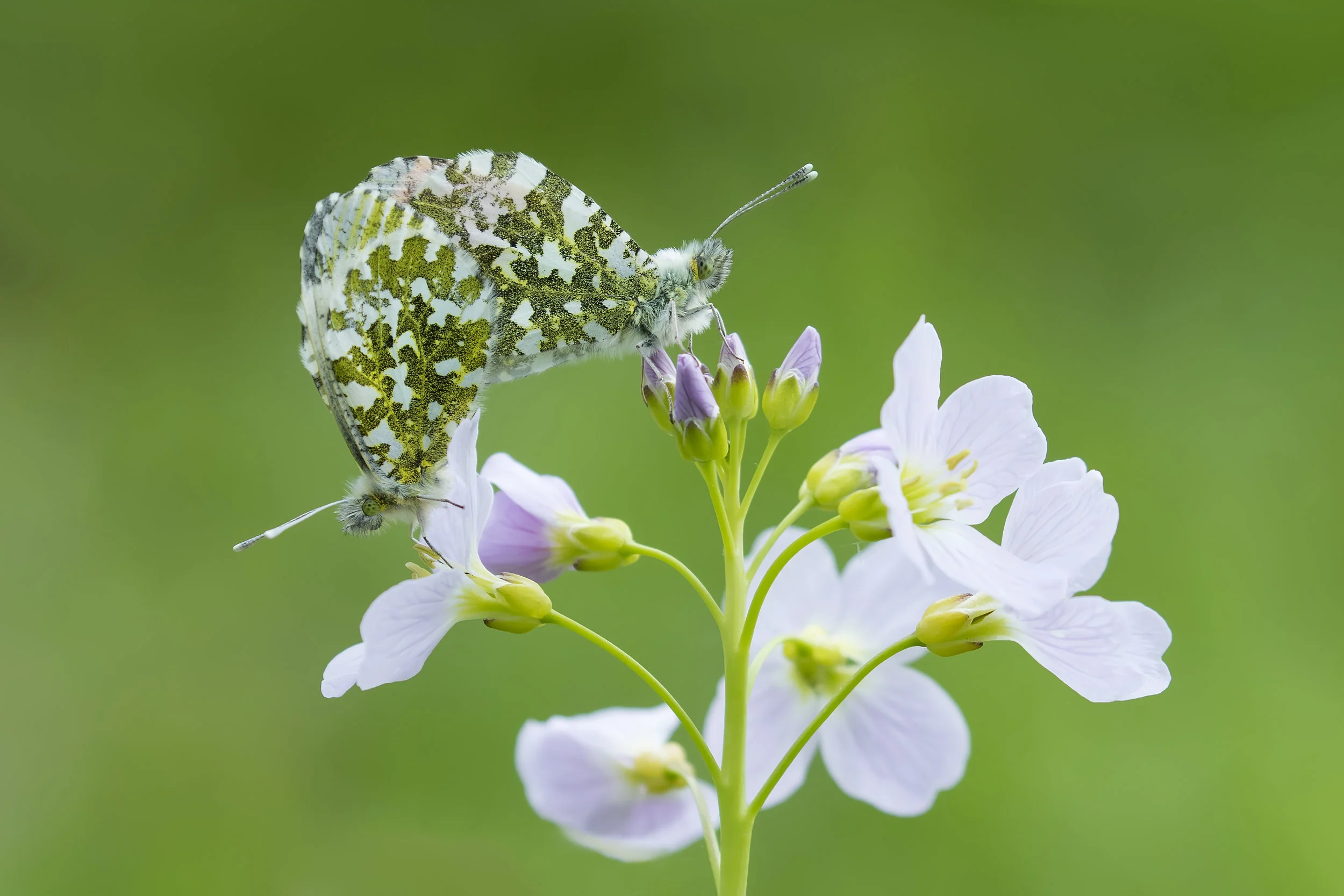 Orange-tip Pair on Cuckoo Flower 2 1st May.jpg