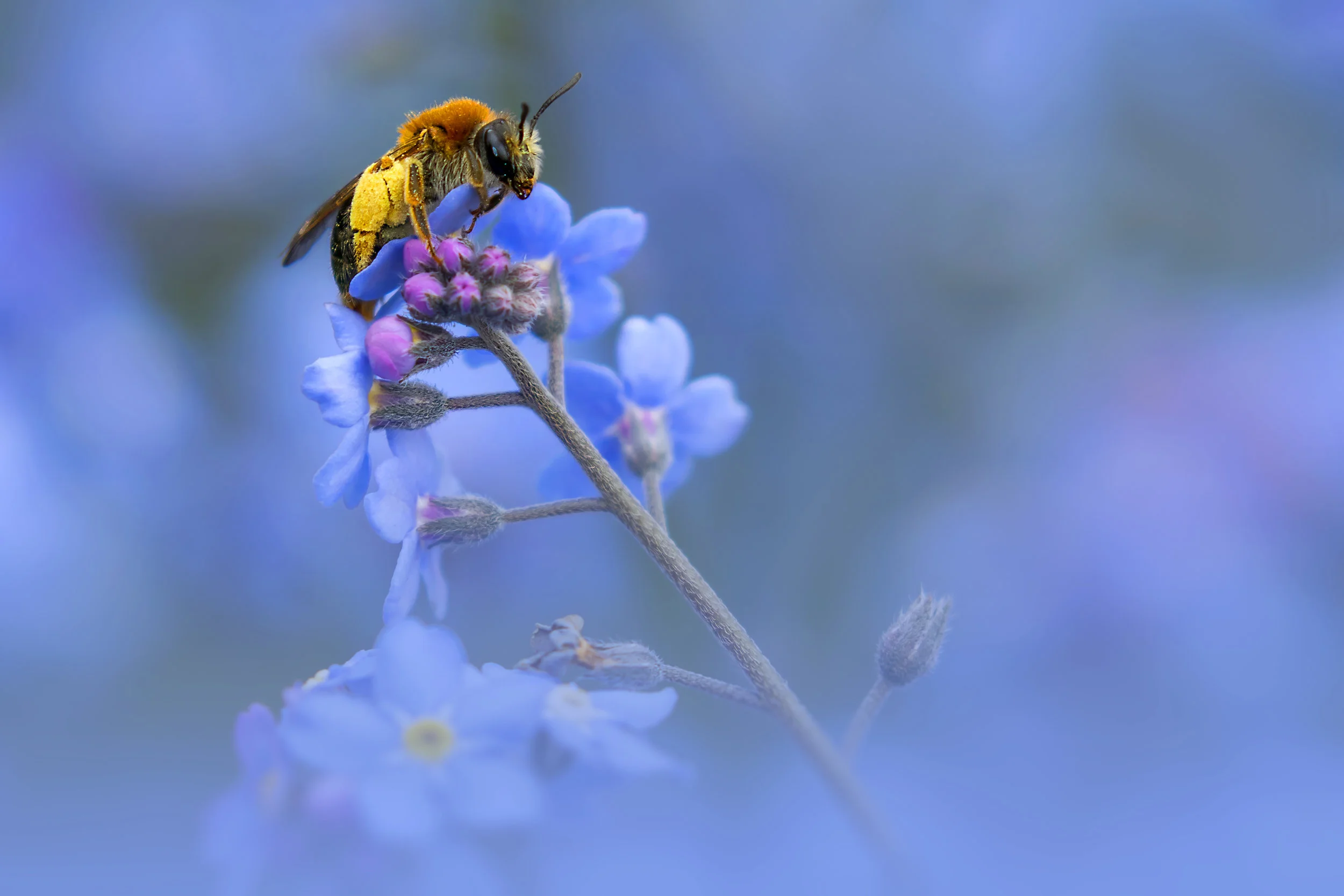 Early Mining Bee 21st April.jpg