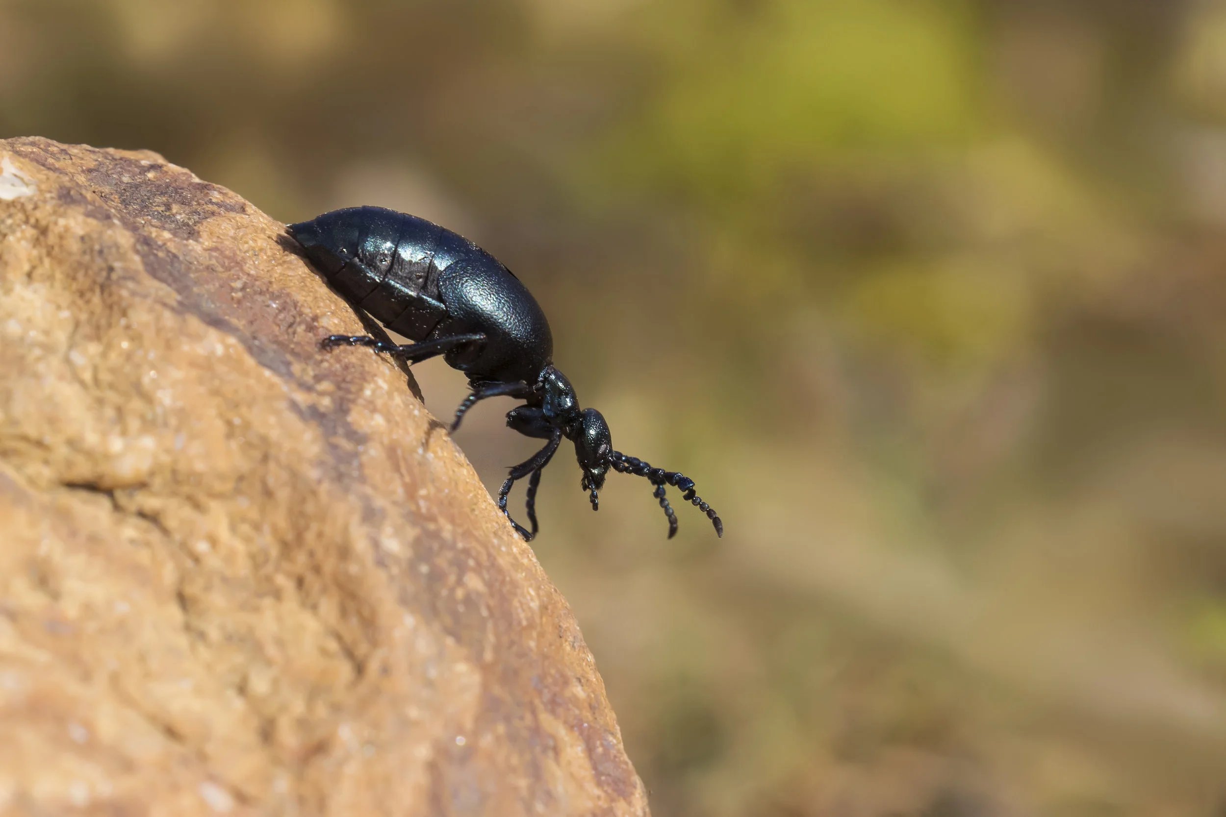 Oil Beetle Female 3rd April.jpg