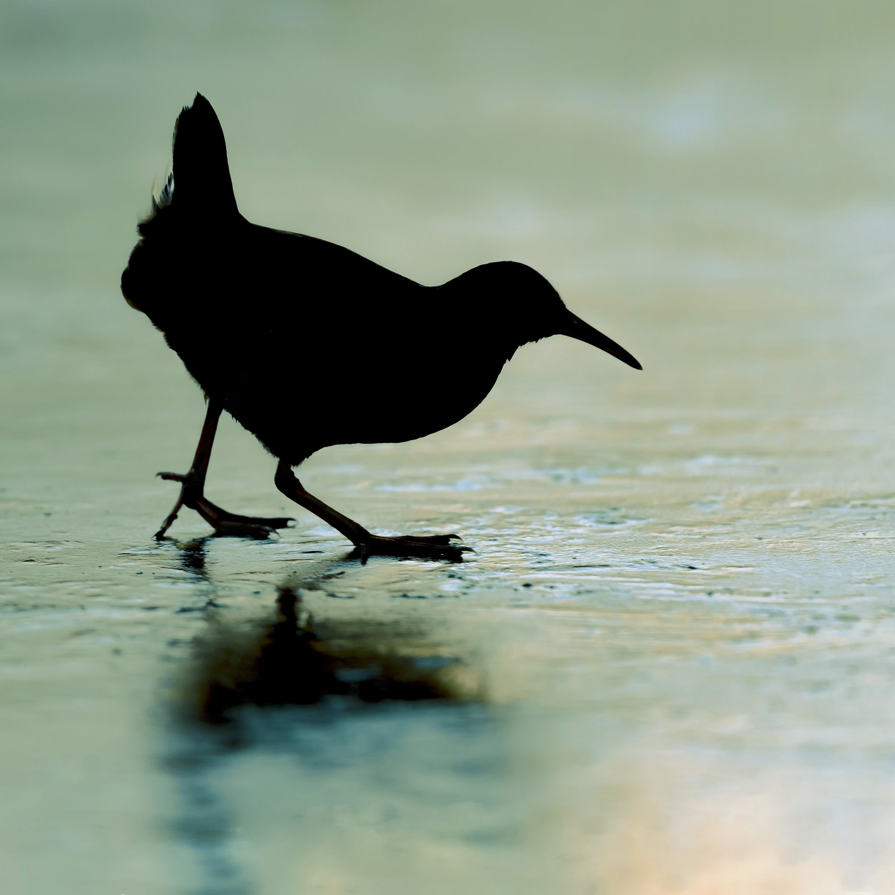 Backlit Water Rail 2 13th January copy copy.jpg