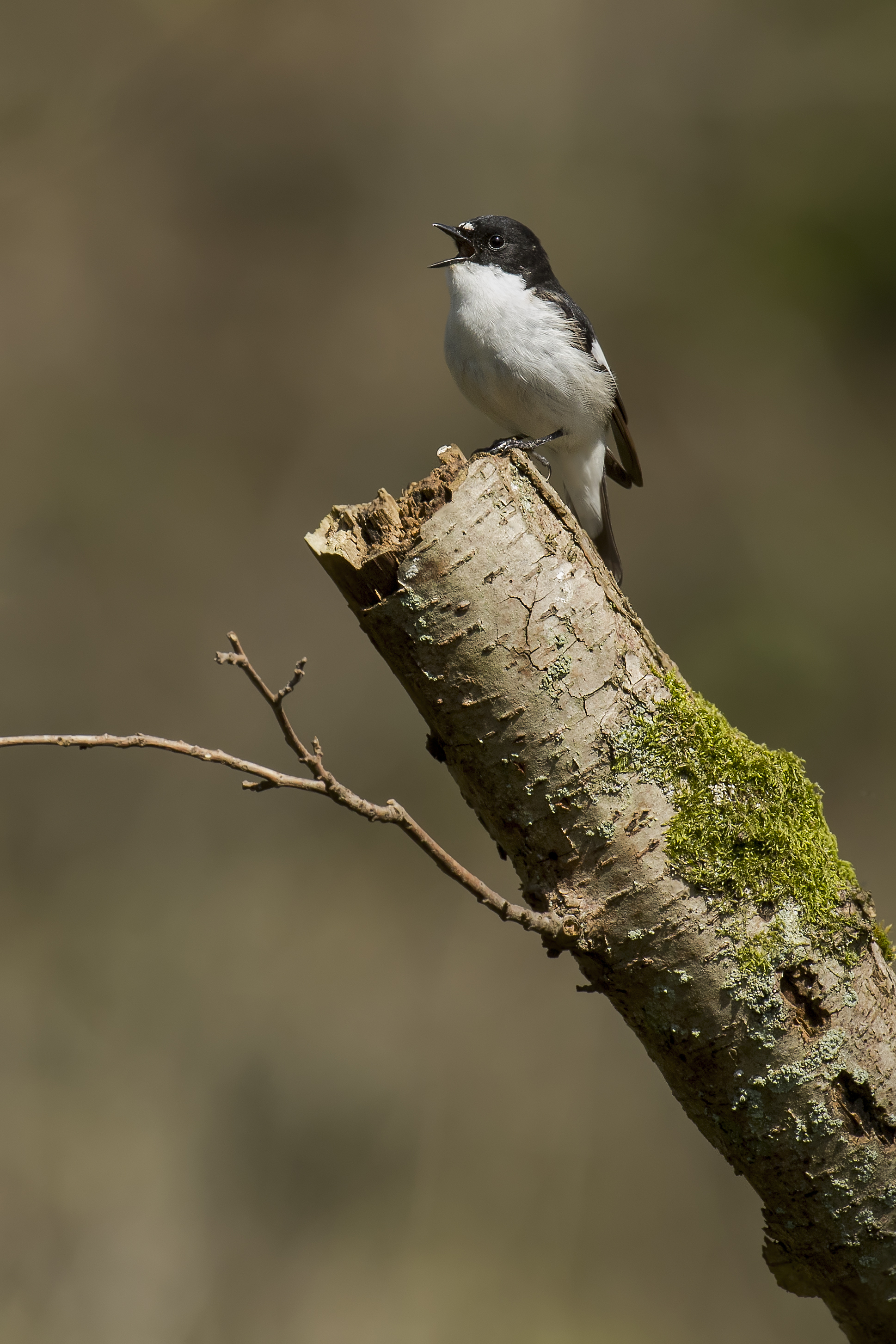 Bird Song Identification