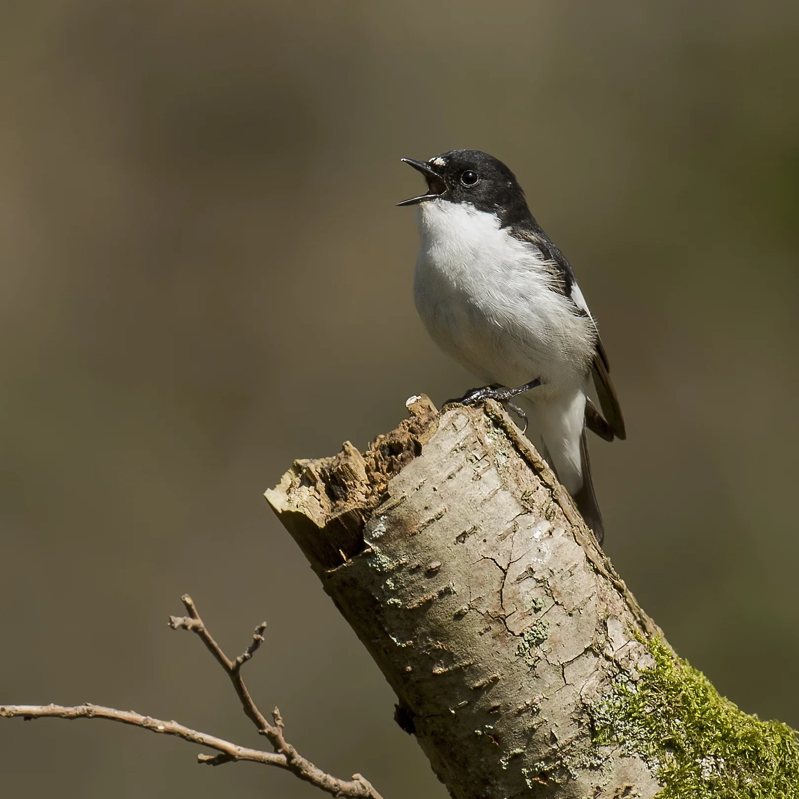Pied Flycatcher Singing19th April.jpg