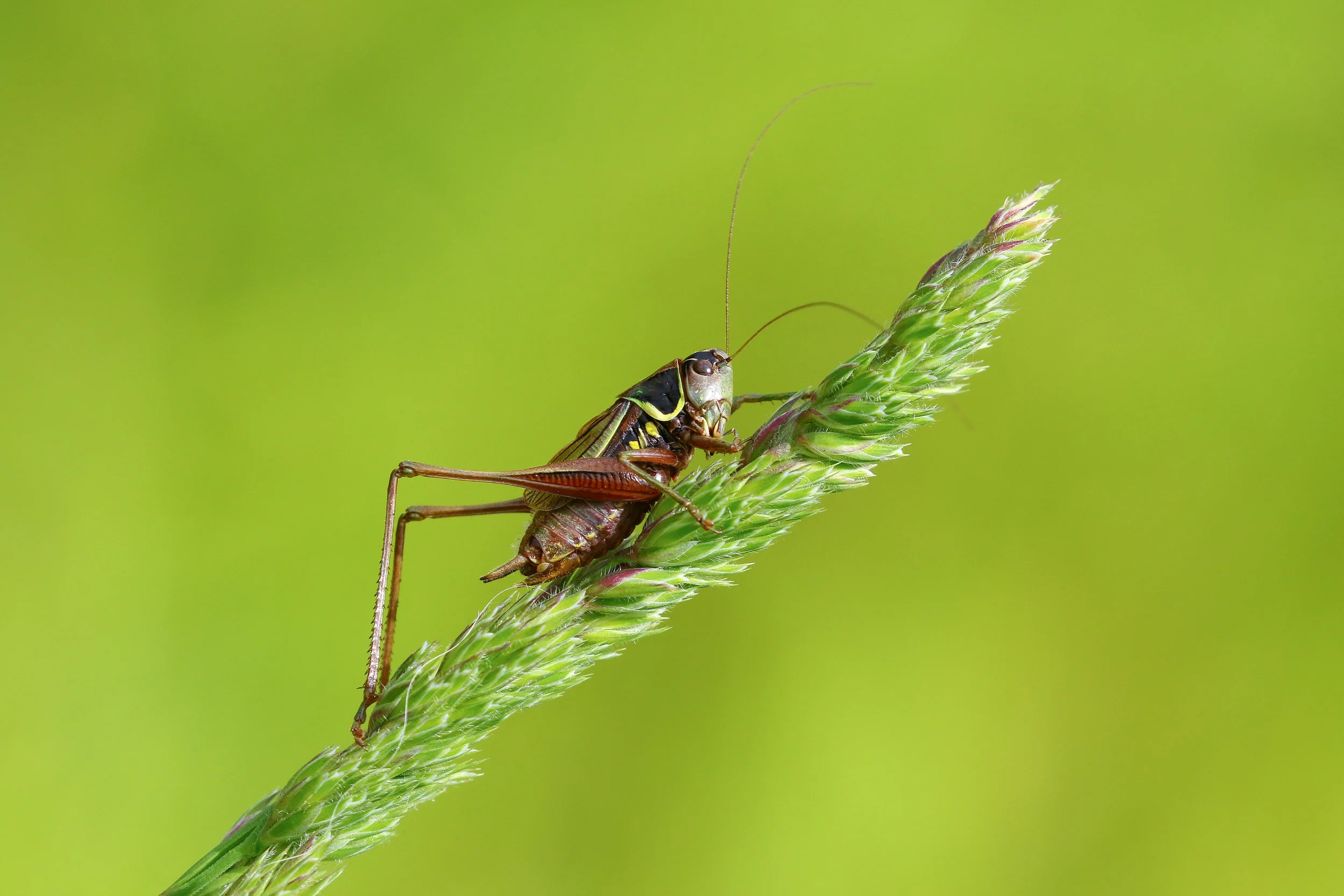 Wildlife Sound Recording