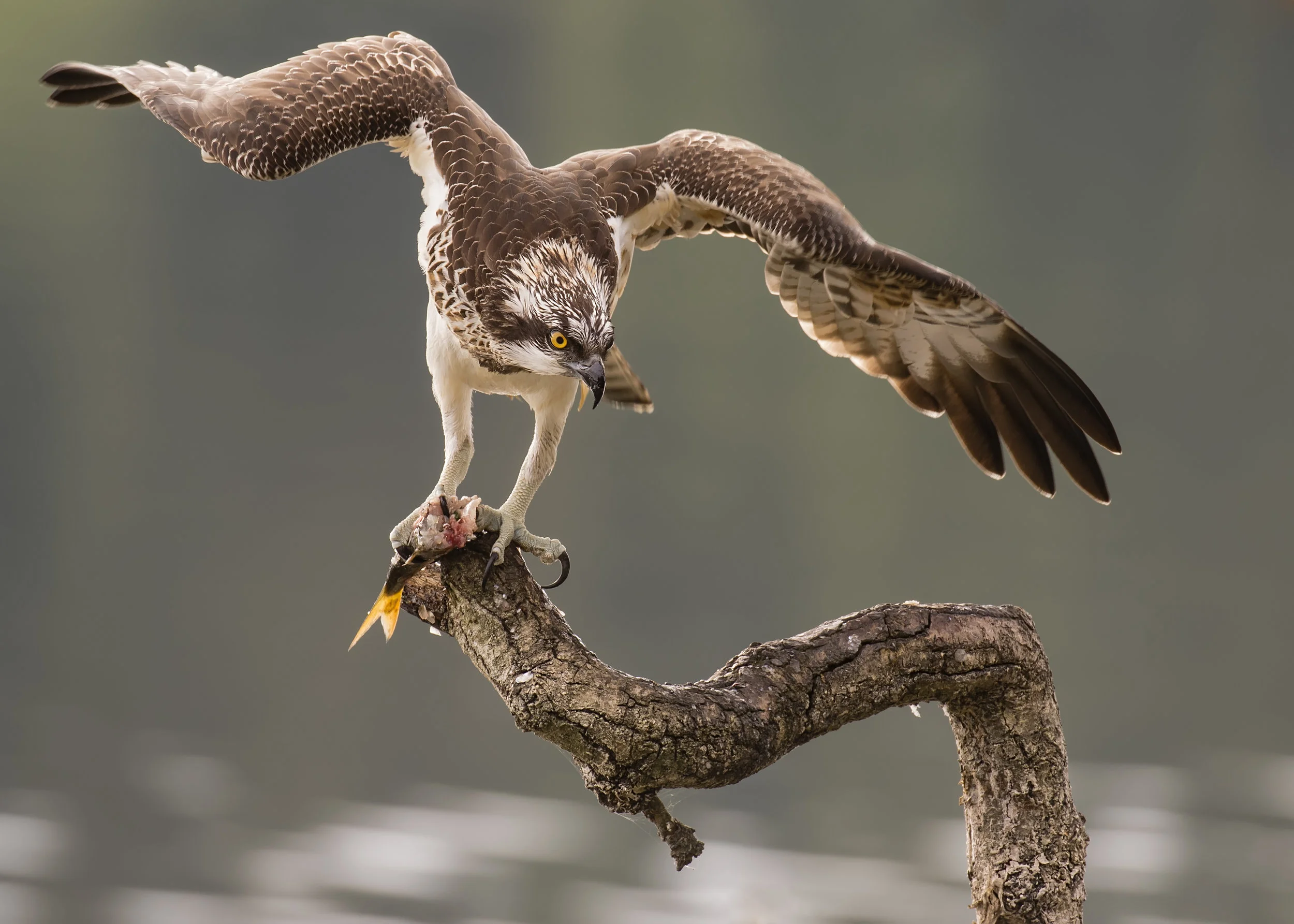 Osprey Favourie Wing Span Fine Edit 12th November.jpg