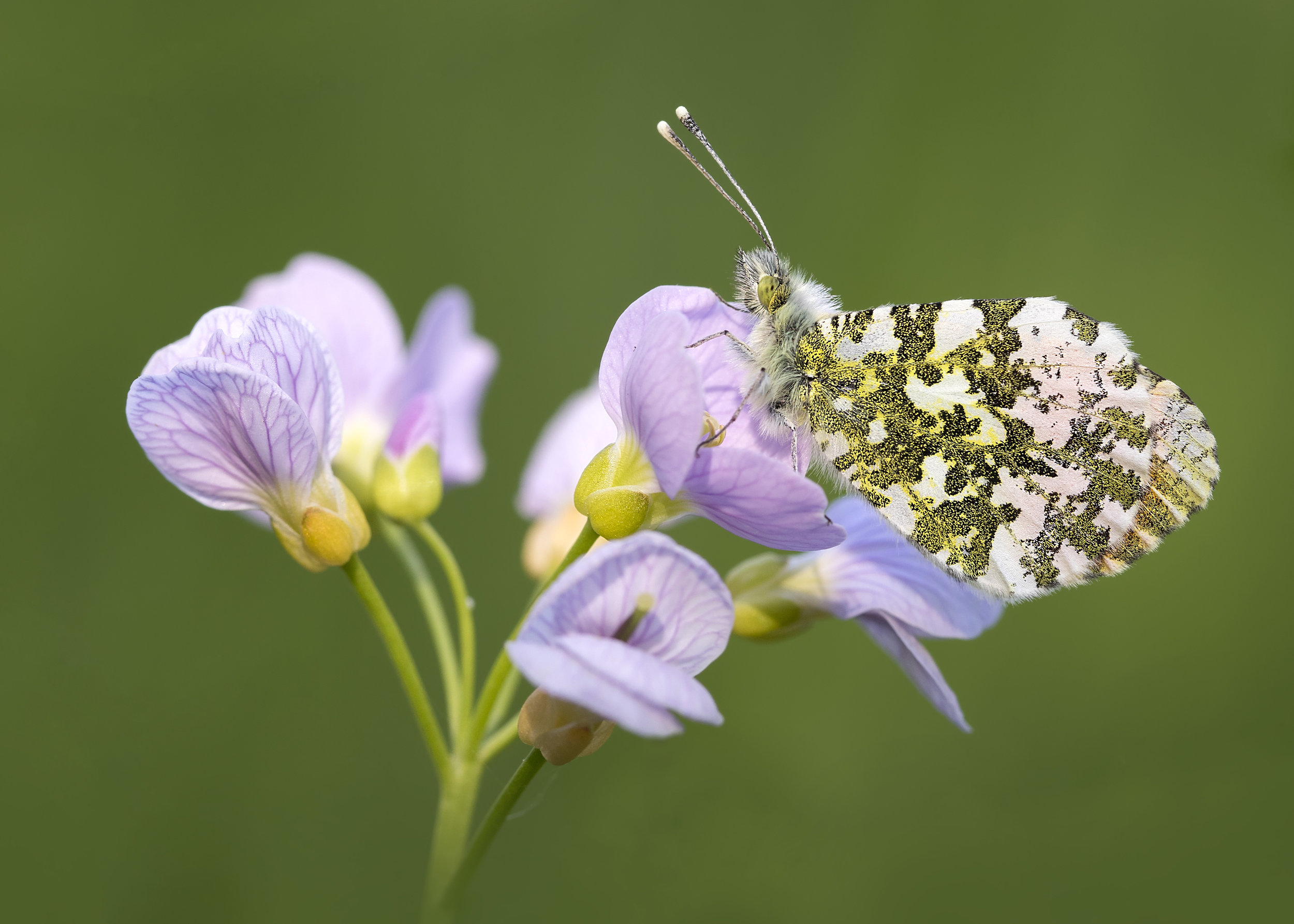 Orange-tip Butterfly on Cuckoo Flower 8th May.jpg