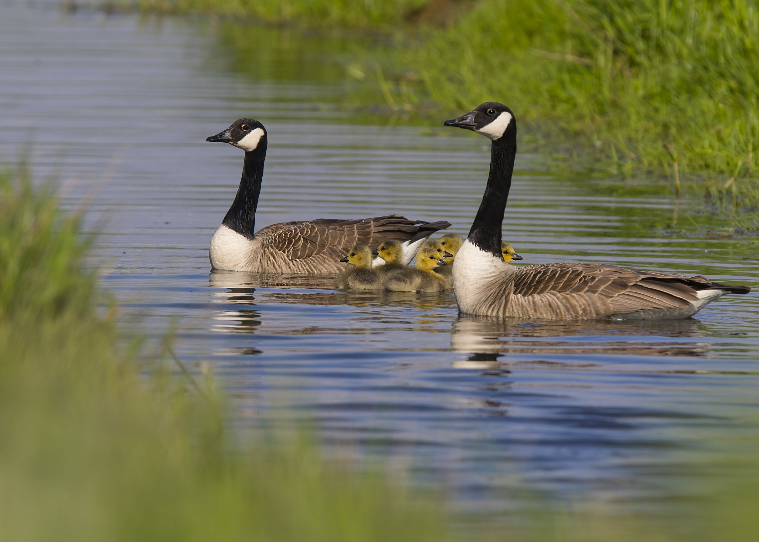 Canada Goose Family 8th May.jpg