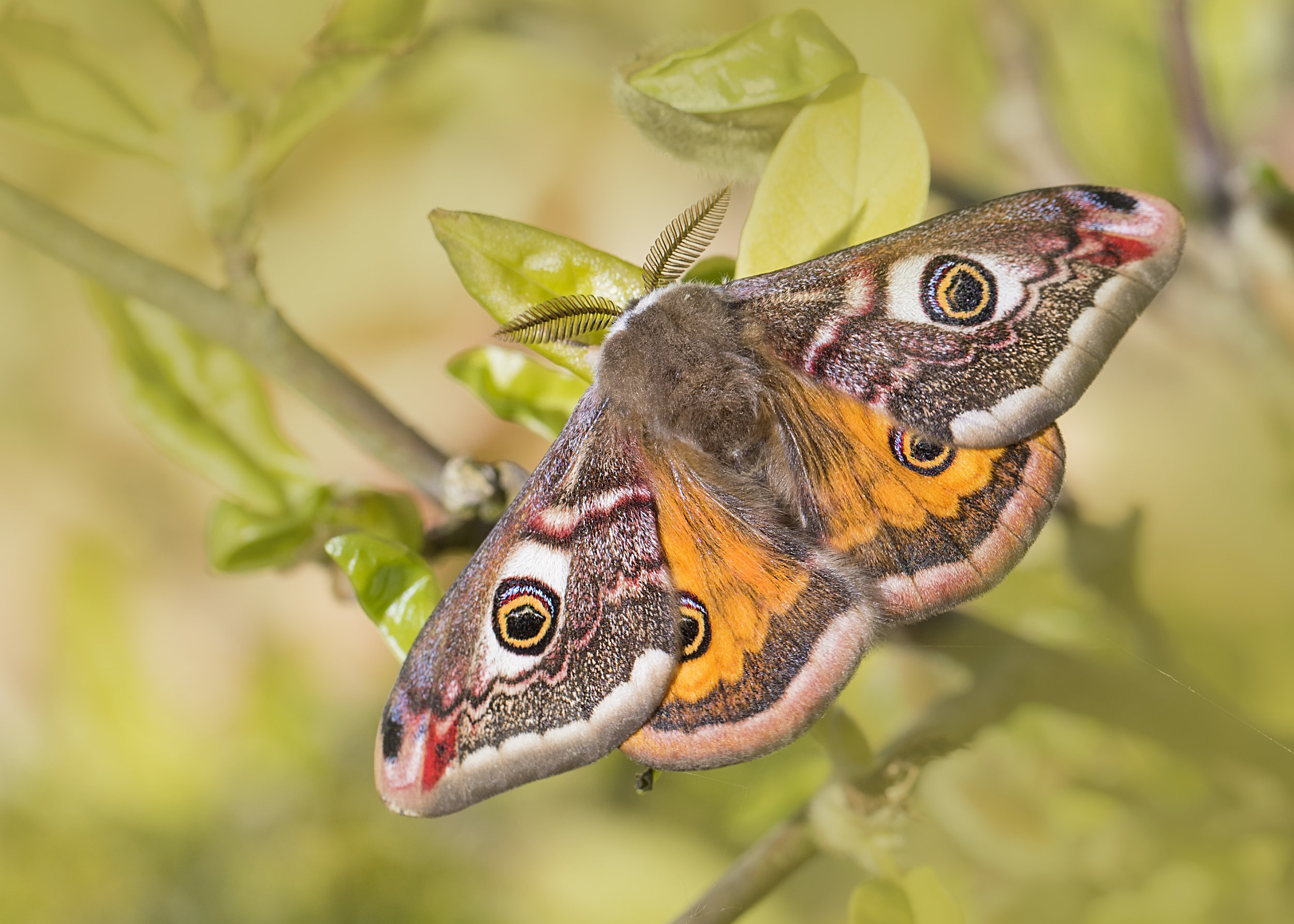 Emperor Moth 5th May.jpg