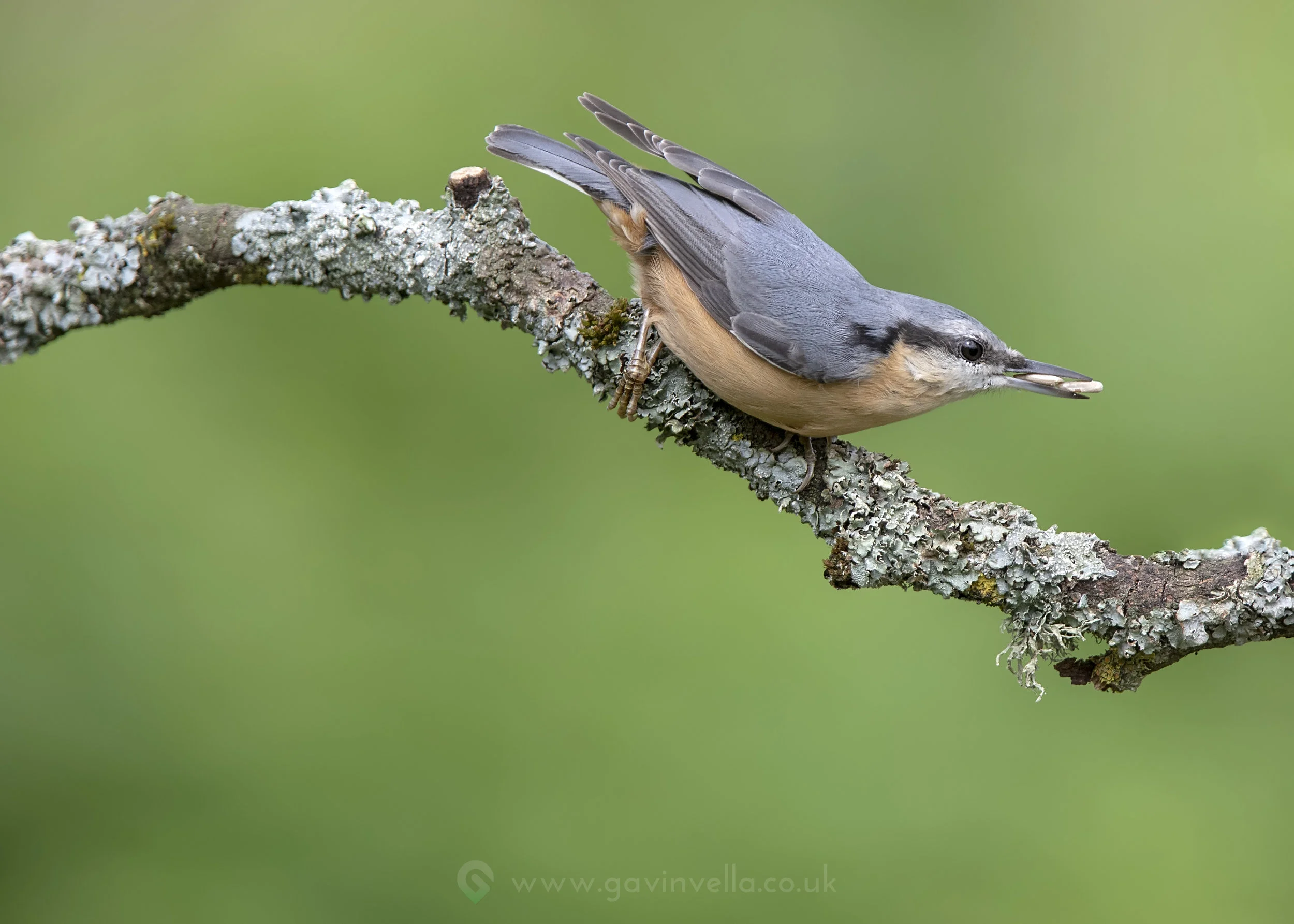 Collecting Nuthatch