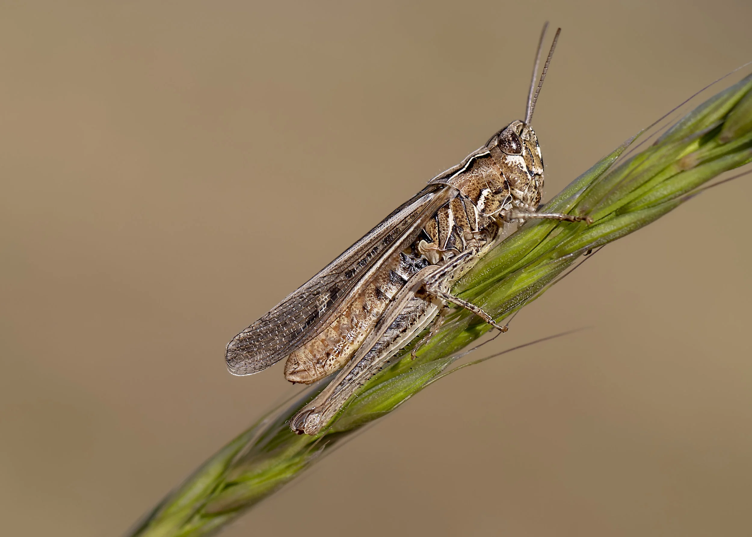 Mottled Grasshopper