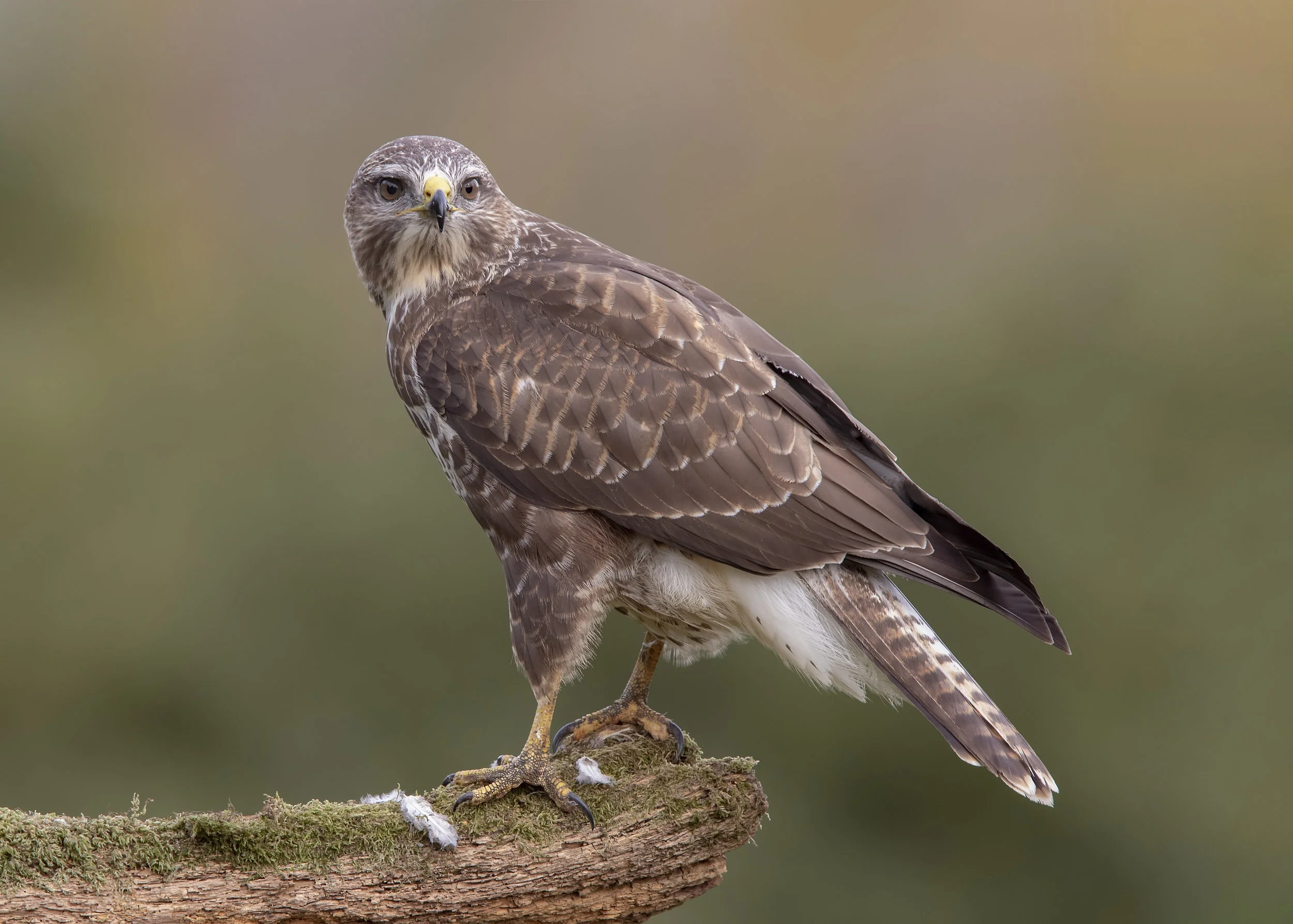 Bird Photography Special 