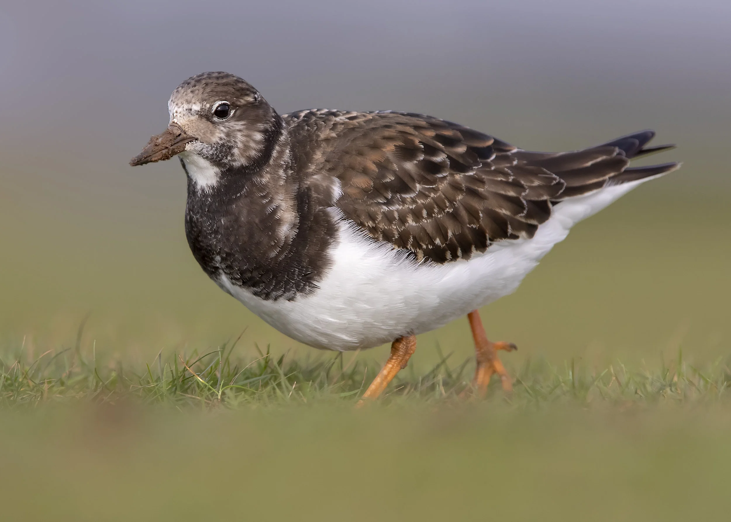 Turnstone Bokeh