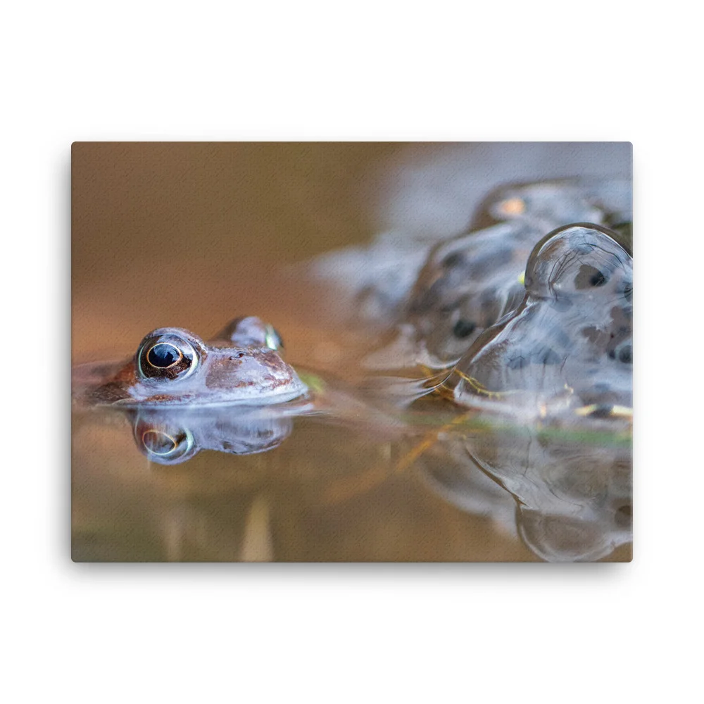 Spring-Frog-W-19th-February_mockup_Wall_Wall_18x24.jpg