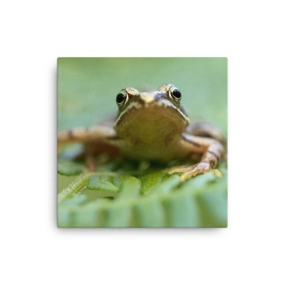 Osprey-Hanging-on-tight-W-17th-September_Forglet-Face-23rd-May_mockup_Wall_Wall_12x12.jpg