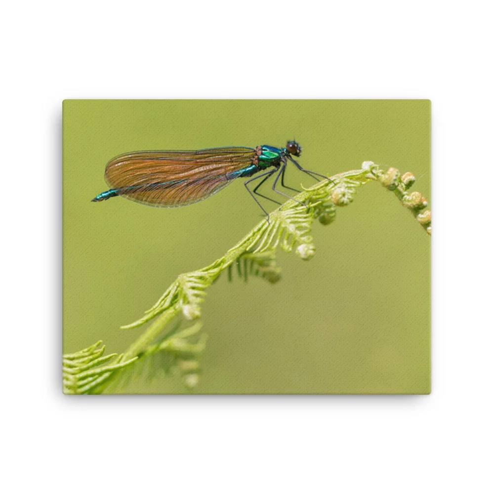 Osprey-Hanging-on-tight-W-17th-September_Forglet-Face-23rd-May_Beautiful-Da_mockup_Wall_Wall_16x20.jpg